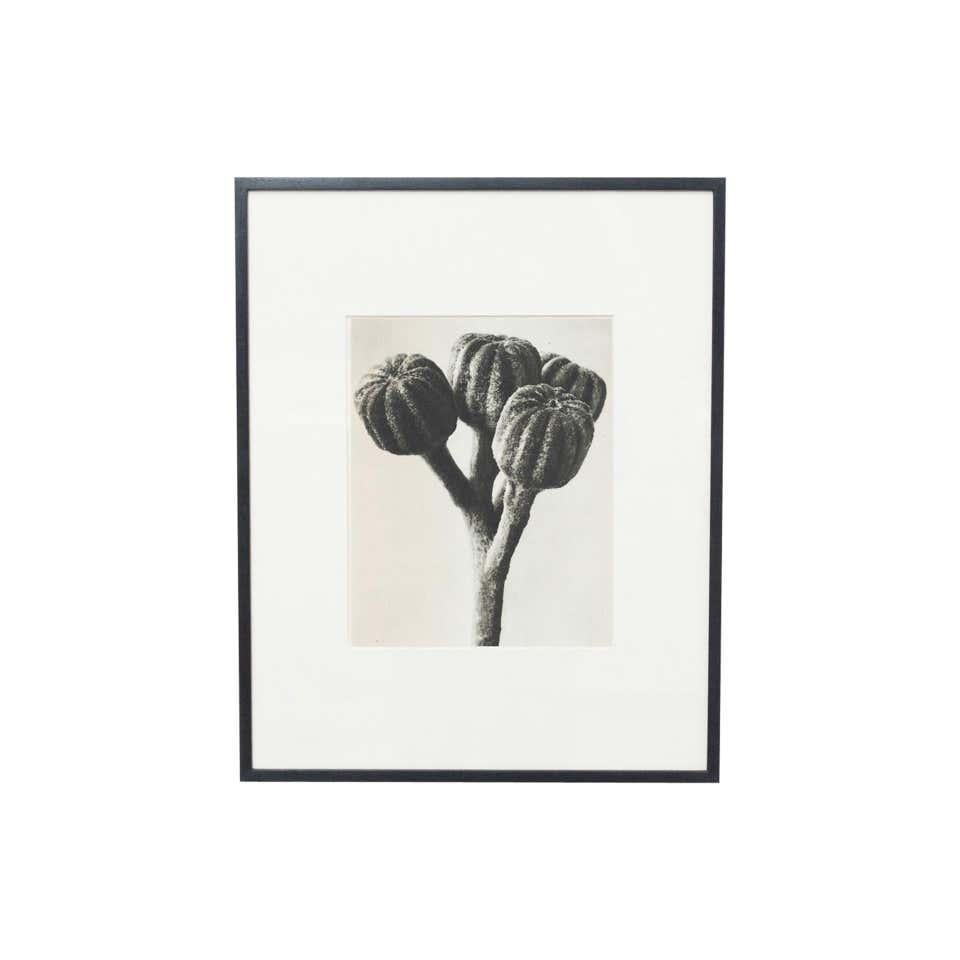 Karl Blossfeldt Schwarz-Weiß-Blumen-Fotogravur, Botanische Fotografie, 1942 im Angebot 6