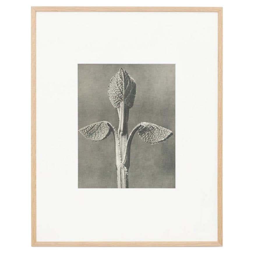 Karl Blossfeldt, photogravure de fleurs noires et blanches, photographie botanique, 1942 en vente 6