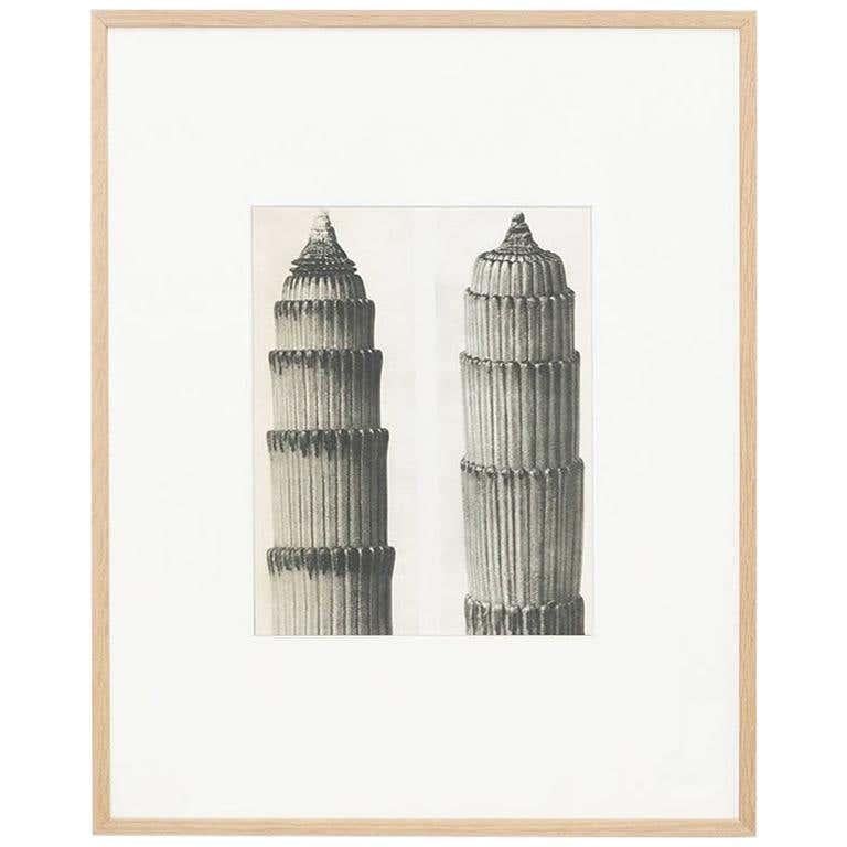 Karl Blossfeldt Fotograbado blanco negro de flores Fotografía botánica, 1942 en venta 6