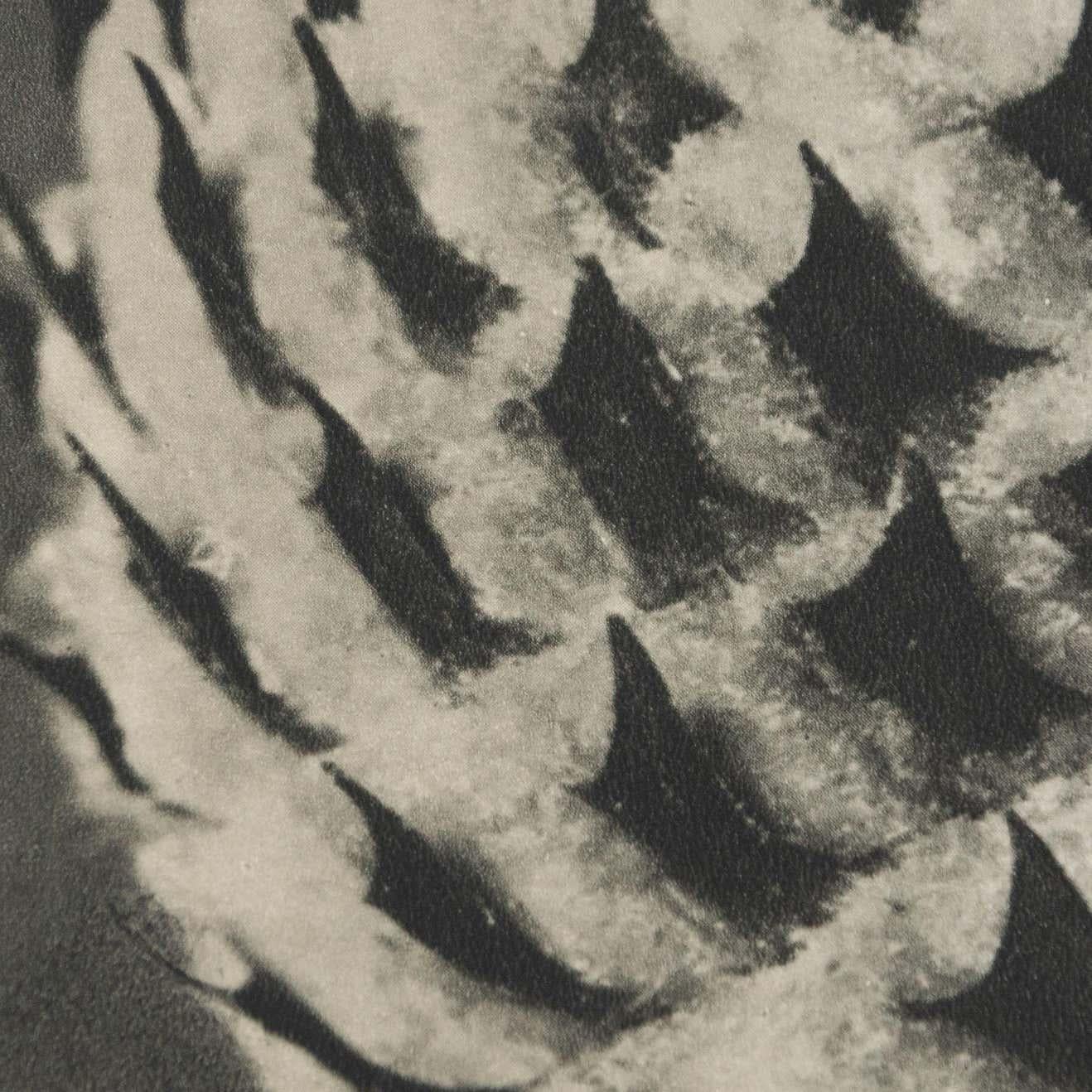 Karl Blossfeldt, photogravure de fleurs noires et blanches, photographie botanique, 1942 en vente 6