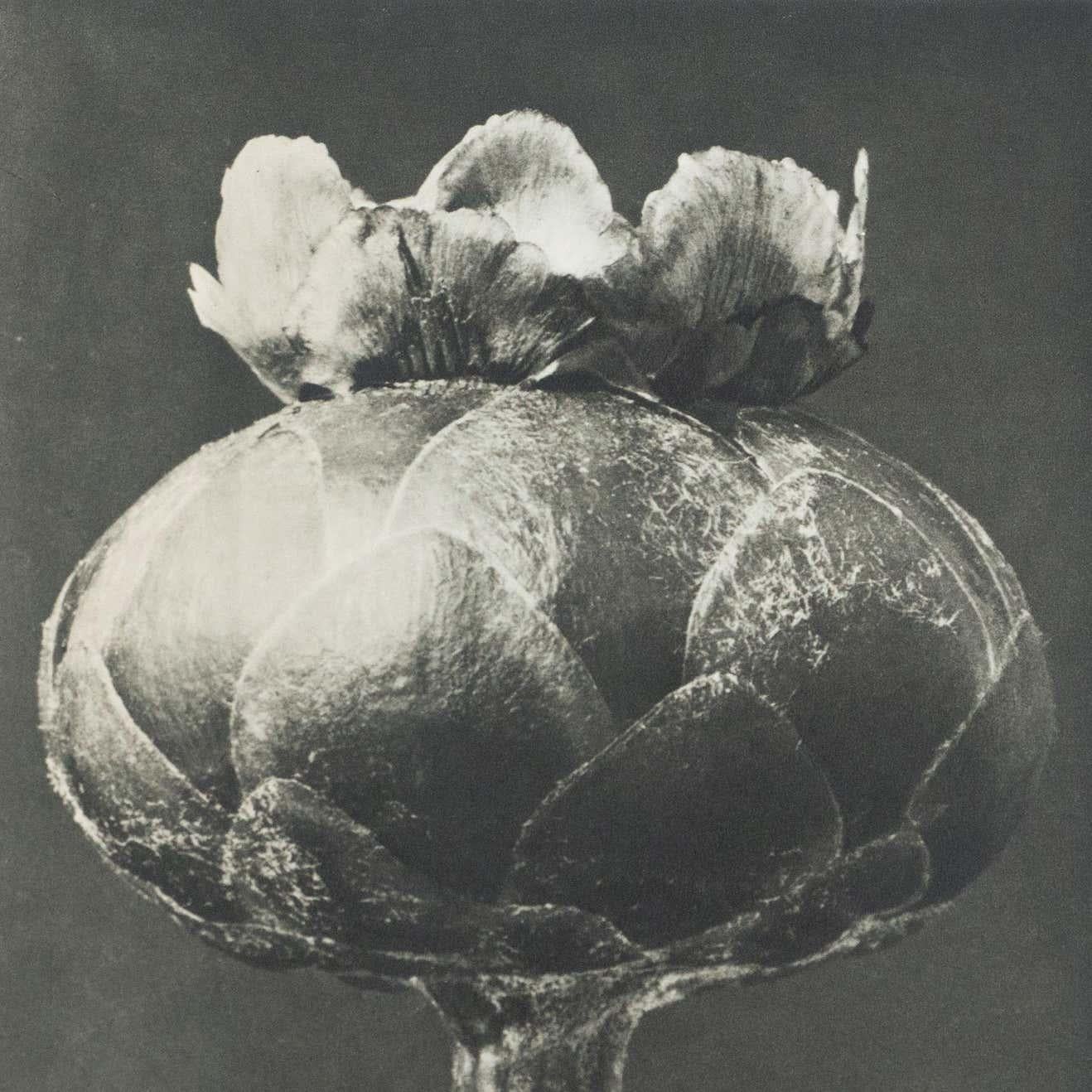 Karl Blossfeldt Black White Flower Photogravure Botanic Photography Karl Blossfeldt Black White Flower Photogravure Botanic Photography