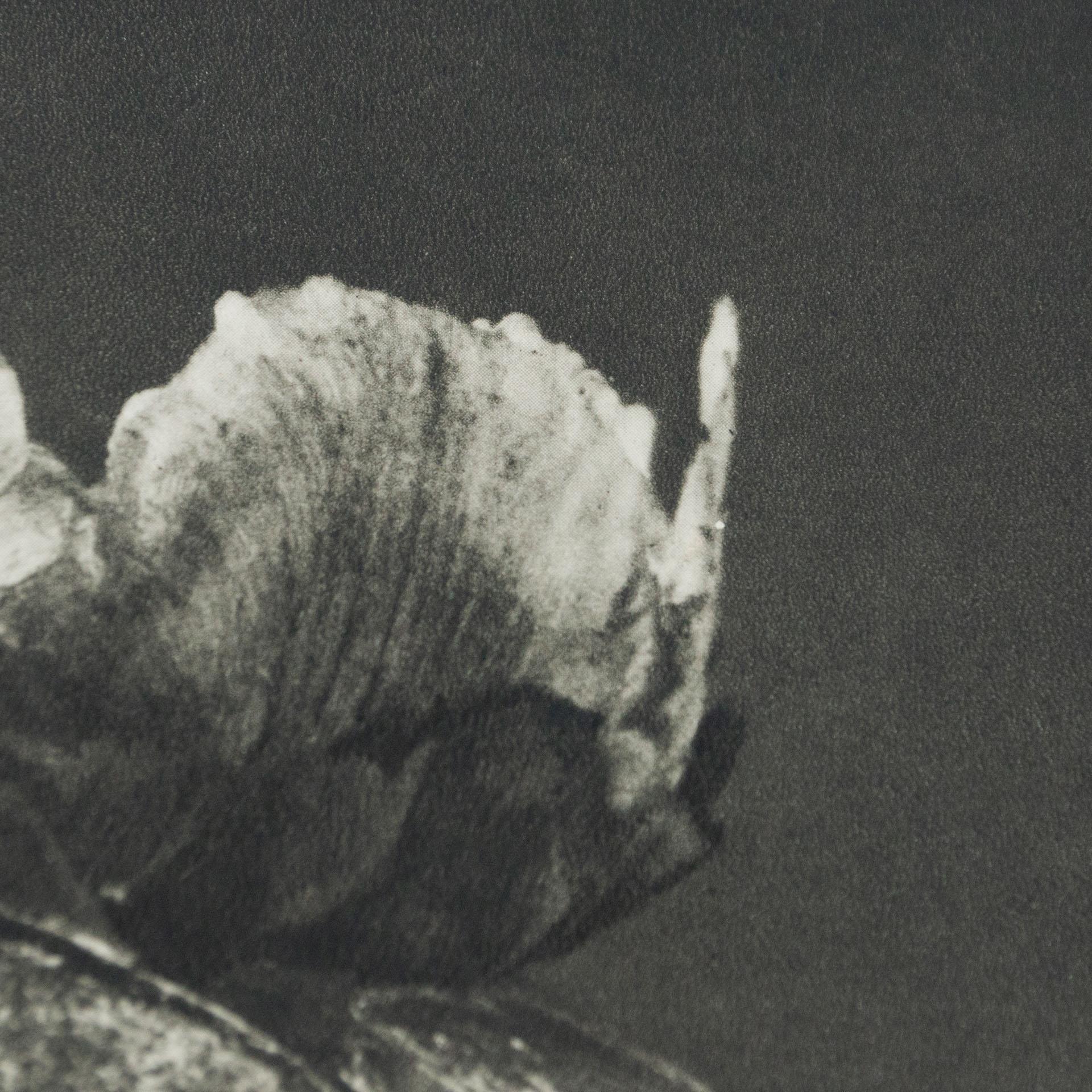 Karl Blossfeldt Black White Flower Photogravure Botanic Photography, 1942 7