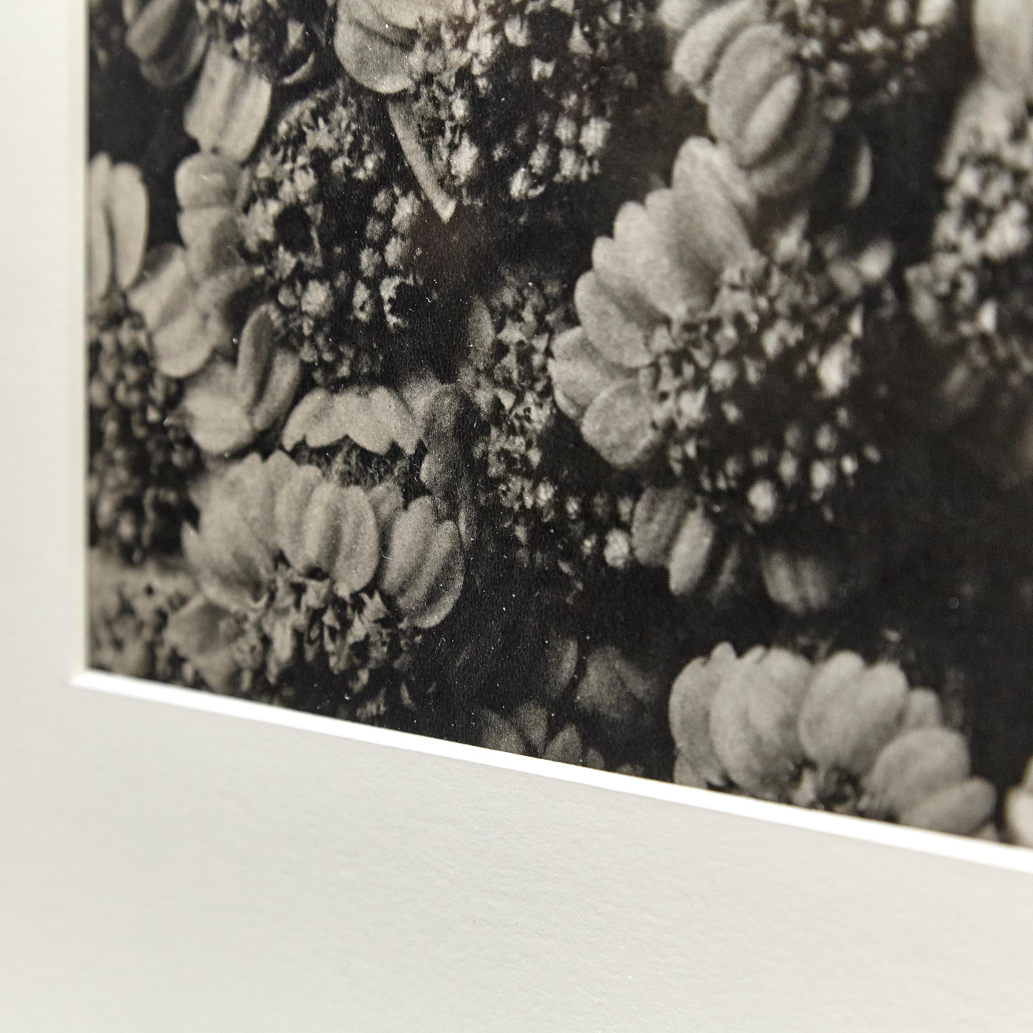 Karl Blossfeldt, photogravure de fleurs noires et blanches, photographie botanique, 1942 en vente 7