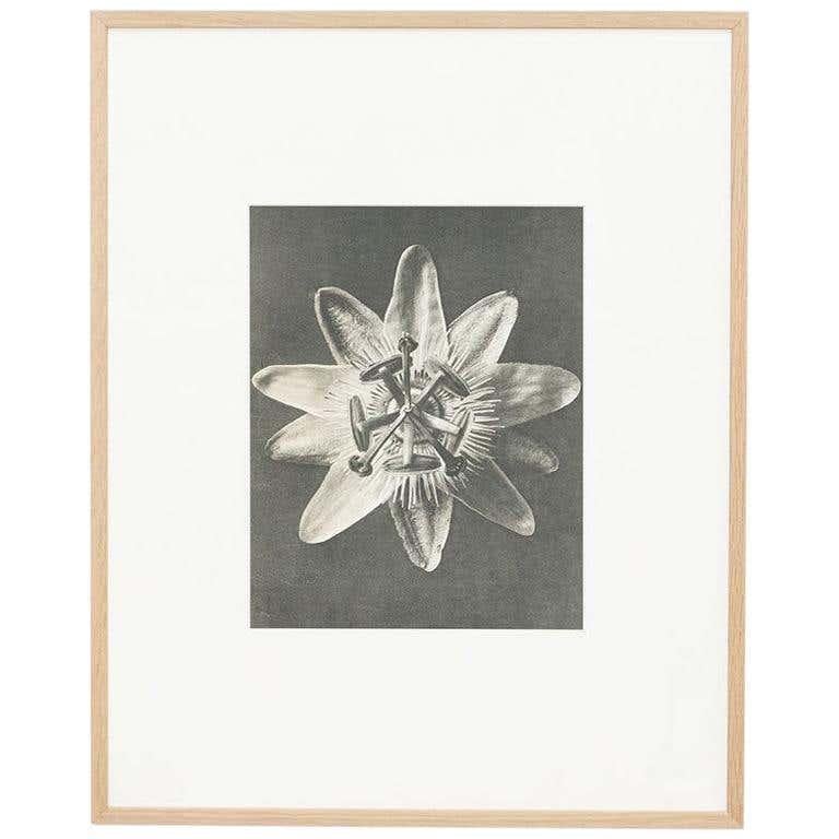 Karl Blossfeldt, photogravure de fleurs noires et blanches, photographie botanique, 1942 en vente 8