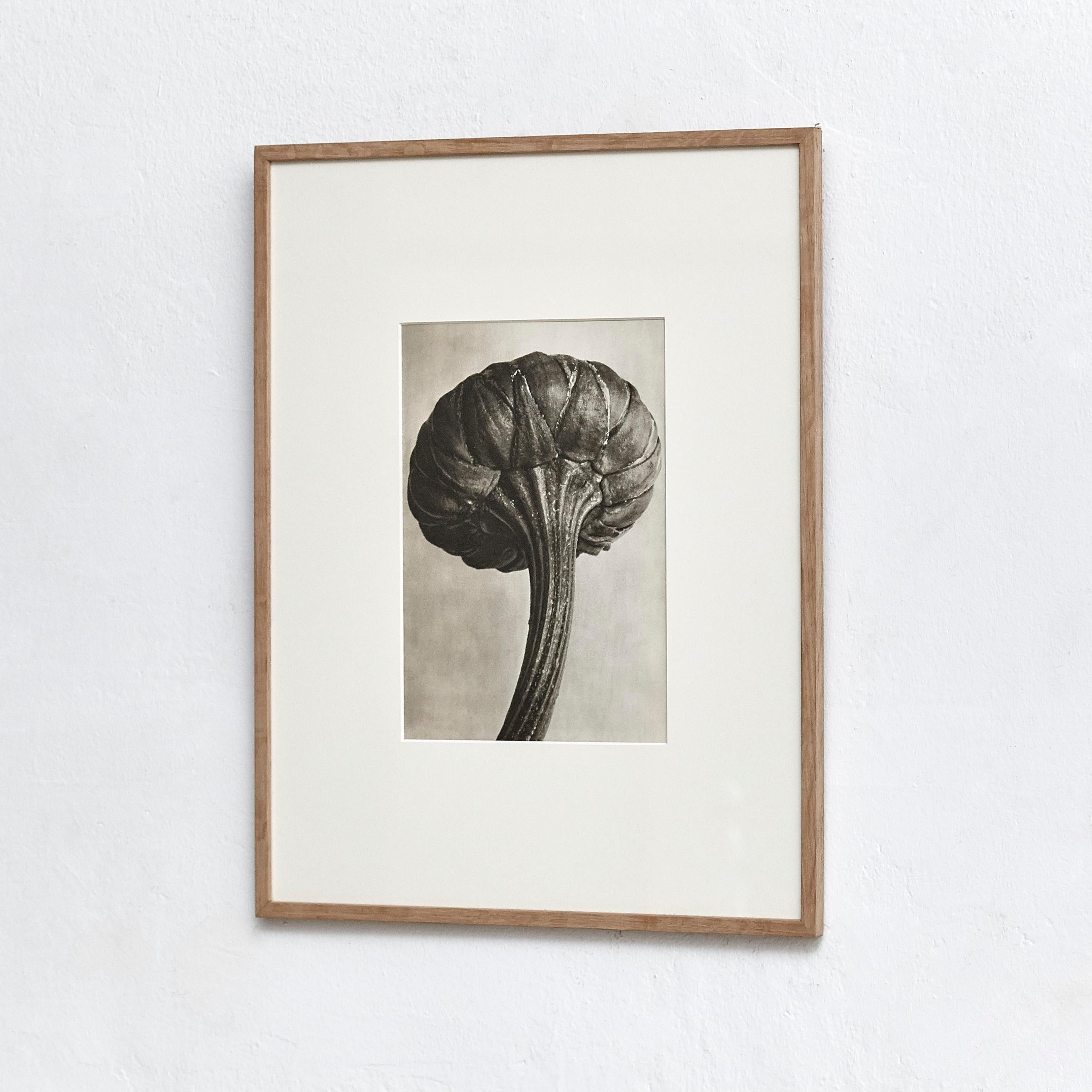 Karl Blossfeldt Photogravure from the edition of the book 'Wunder in der Natur' in 1942.

Photography number 30. 'Chrysanthemum Leucanthemum. Gemeine Wucherblume, große Maßliebe, Marienblume. Blütenknospe in 16 facher Vergrößerung.'

In original
