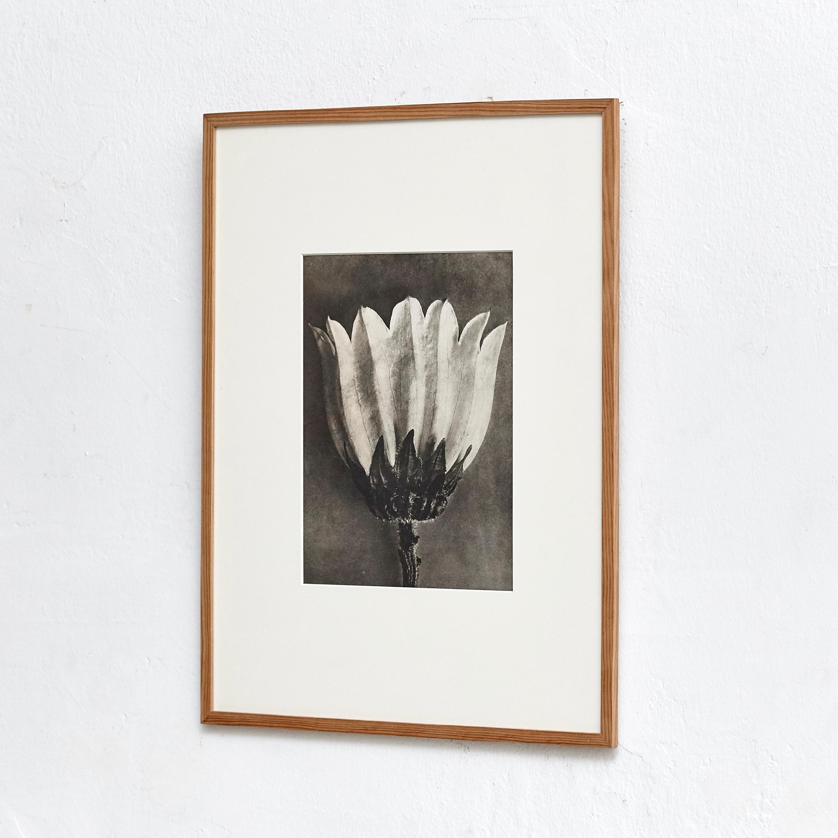 Karl Blossfeldt Photogravure from the edition of the book 'Wunder in der Natur' in 1942.

Photography number 61. 'Campanula medium. Glockenblume in 5 facher Vergrößerung.'

In original condition, with minor wear consistent with age and use,
