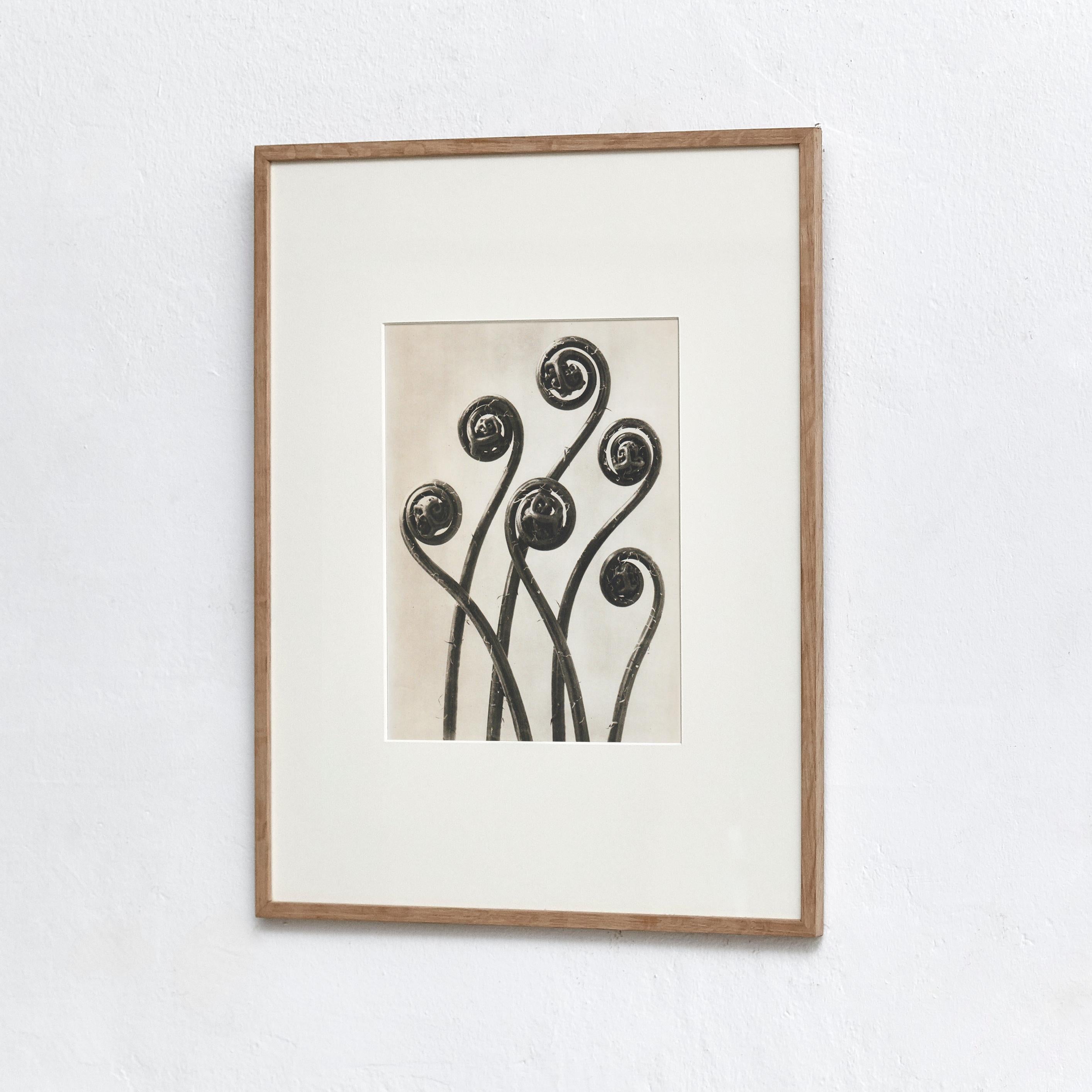 Karl Blossfeldt Photogravure from the edition of the book 'Wunder in der Natur' in 1942.

Photography number 9. 'Adiantum pedatum. Haarfarn. Junge gerollte Blätter in 8 facher Vergrößerung.'

In original condition, with minor wear consistent