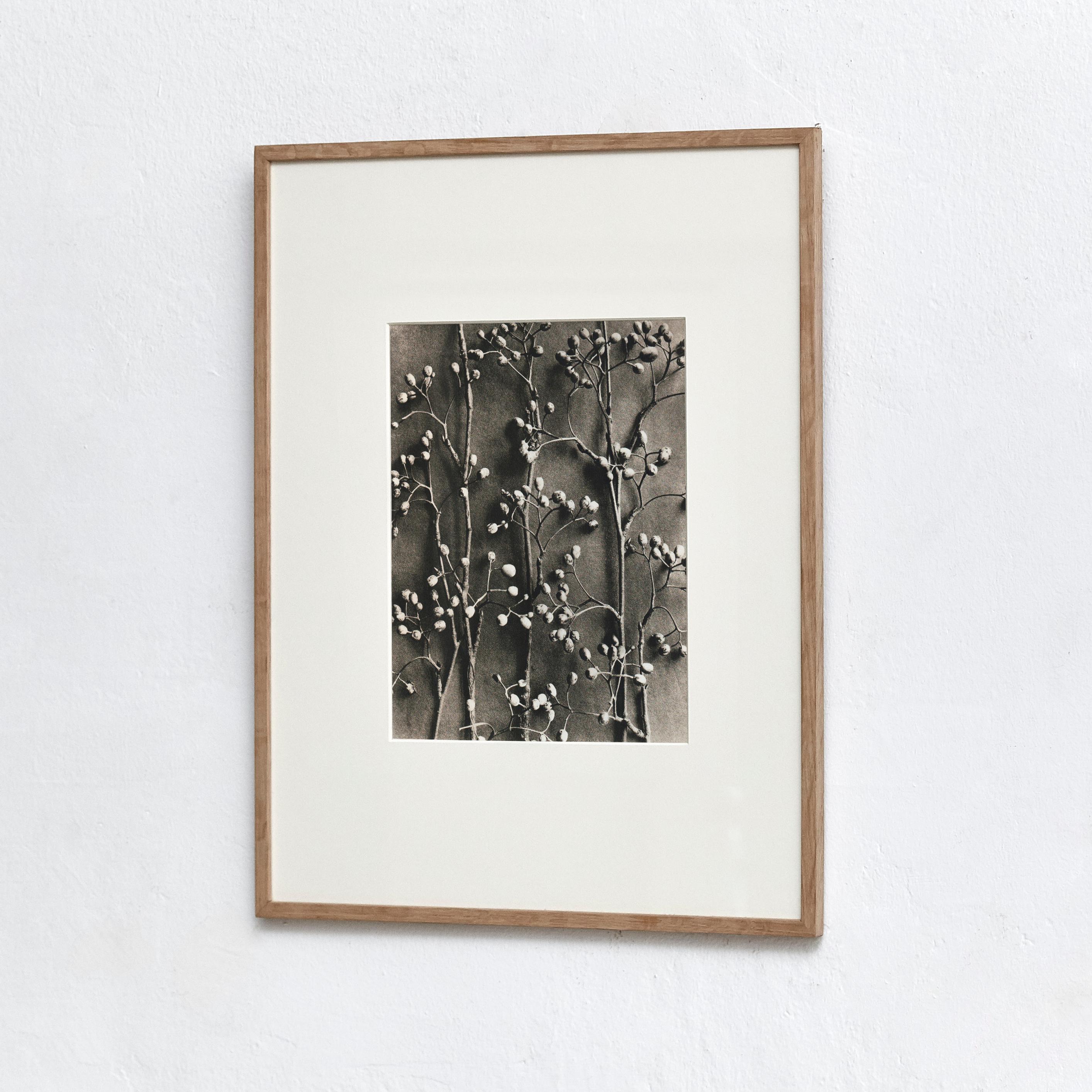 Karl Blossfeldt Photogravure from the edition of the book 'Wunder in der Natur' in 1942.

Photography number 15. 'Pirus alnifolia. Fruchtzweige in 1/2 facher Vergrößerung.'

In original condition, with minor wear consistent with age and use,