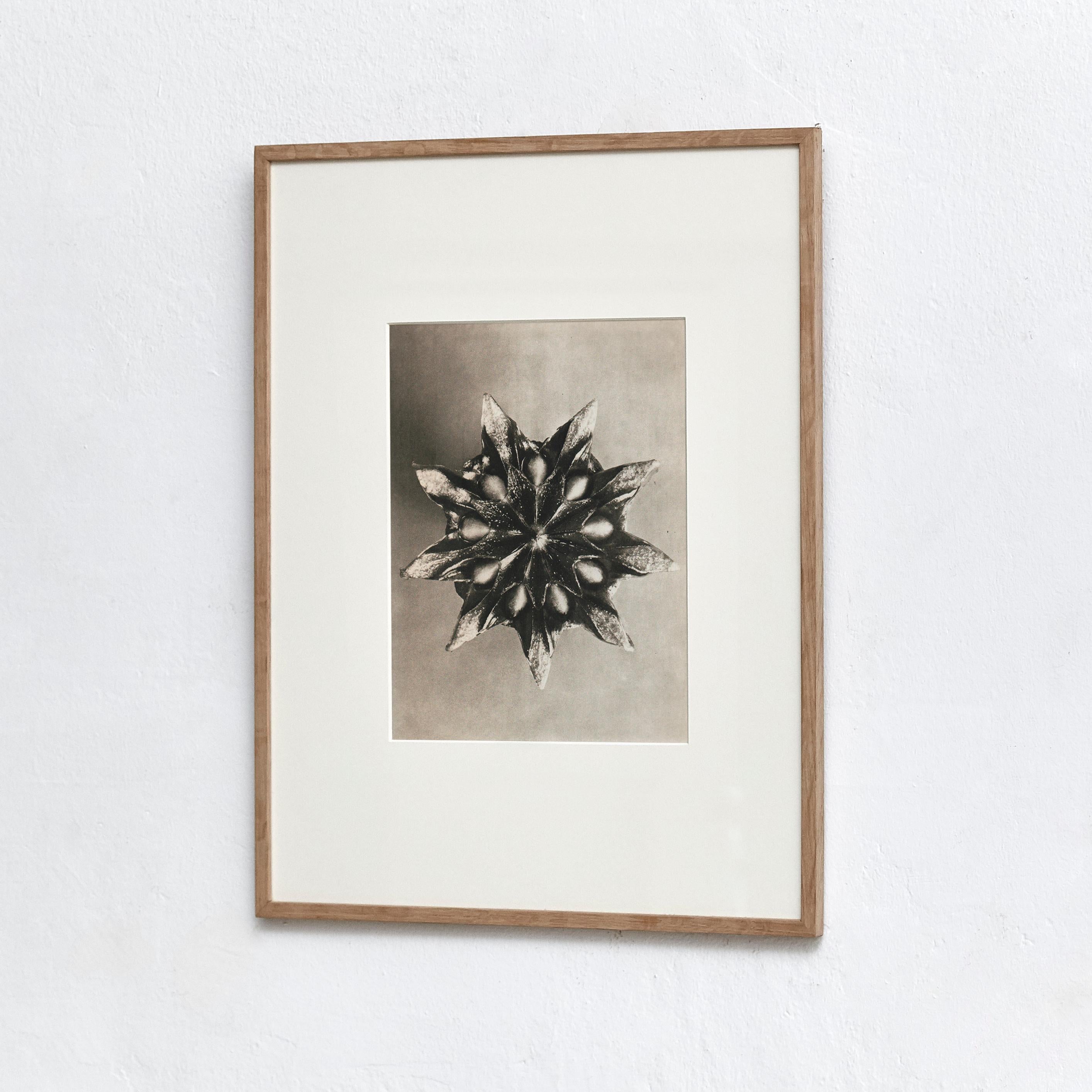 Karl Blossfeldt Photogravure from the edition of the book 'Wunder in der Natur' in 1942.

Photography number 16. 'Mesembrianthemum linguiforme. (eispflanze.) Zaserblume, Mittagsblume. Samenkapsel in 9 facher Vergrößerung.'

In original