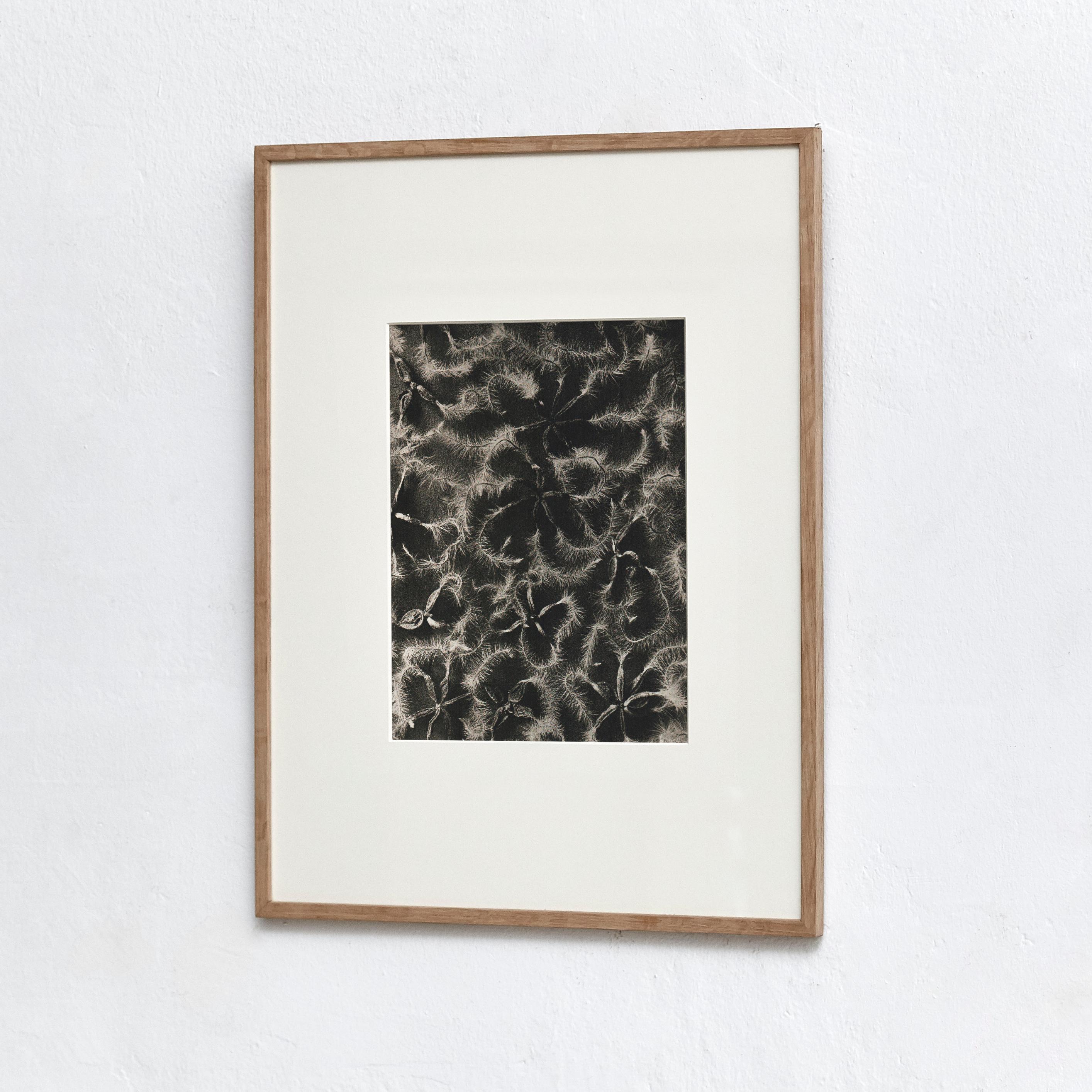 Karl Blossfeldt Photogravure from the edition of the book 'Wunder in der Natur' in 1942.

Photography number 18. Clematis recta. Waldrebe. Samen in 4 facher Vergrößerung.'

In original condition, with minor wear consistent with age and use,