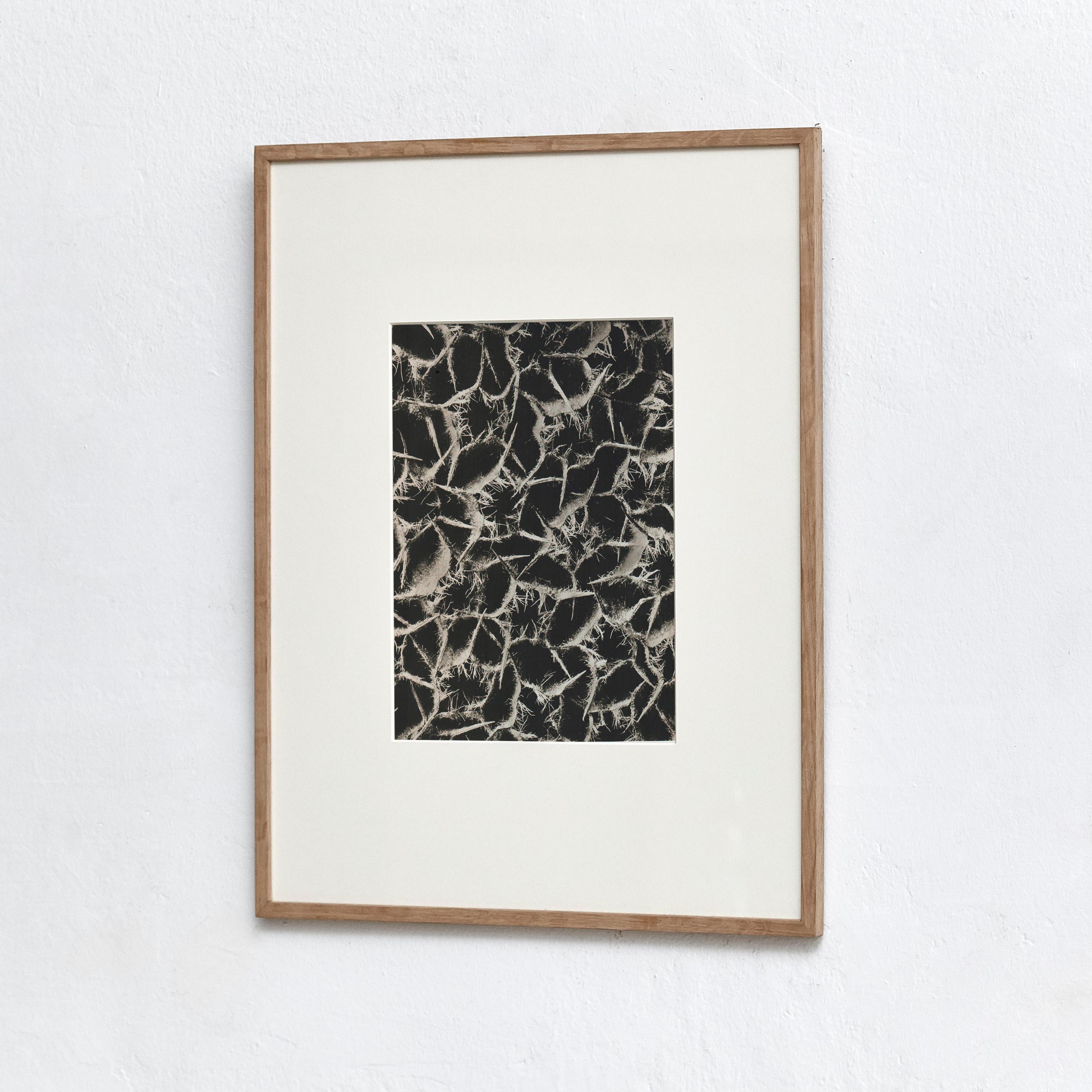 Karl Blossfeldt photogravure from the edition of the book 'Wunder in der Natur' in 1942.

Photography number 34 Ballota acuta. Gottverge. Sonnenkrone in 20 8 facher Vergrößerung.

In original condition, with minor wear consistent with age and