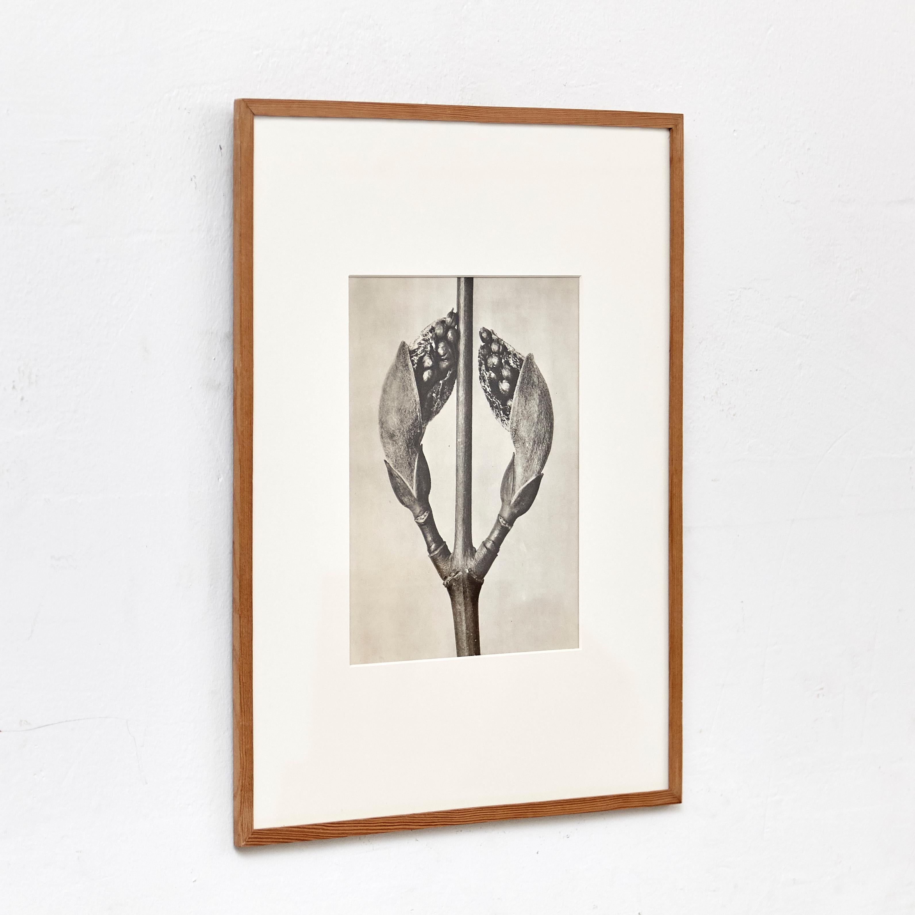 Karl Blossfeldt Photogravure from the edition of the book 'Wunder in der Natur' in 1942.

Photography number 23. 'Acer Rufinerve. Ahorn. Sprossen in 10 facher Vergrößerung.'

In original condition, with minor wear consistent with age and use,