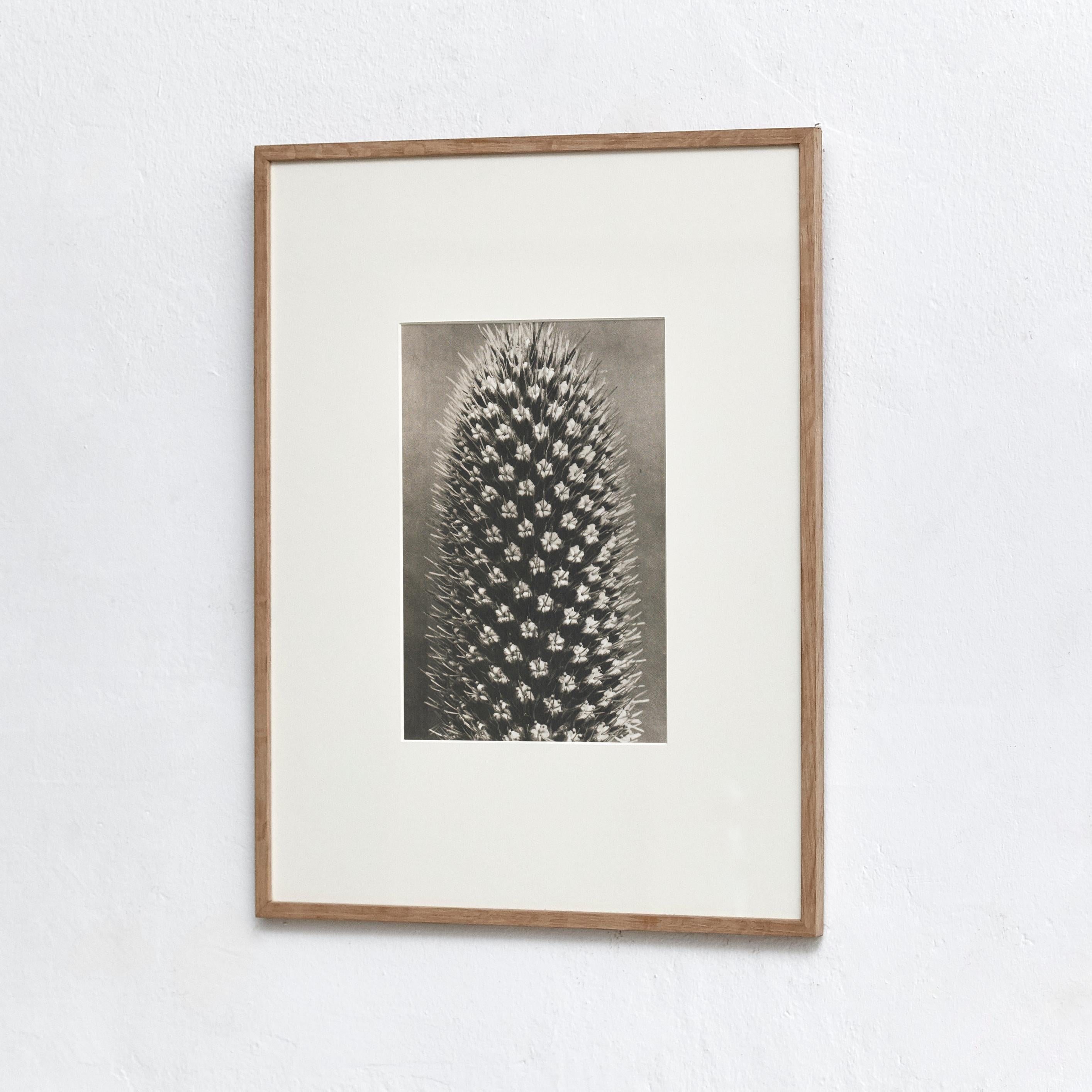 Karl Blossfeldt Fotoincisione dall'edizione del libro 'Wunder in der Natur' del 1942.

Fotografia numero 13. Eryngium alpinum. Mannstreu, Männertreu. Blütenköpfchen in 8 facher Vergrößerung