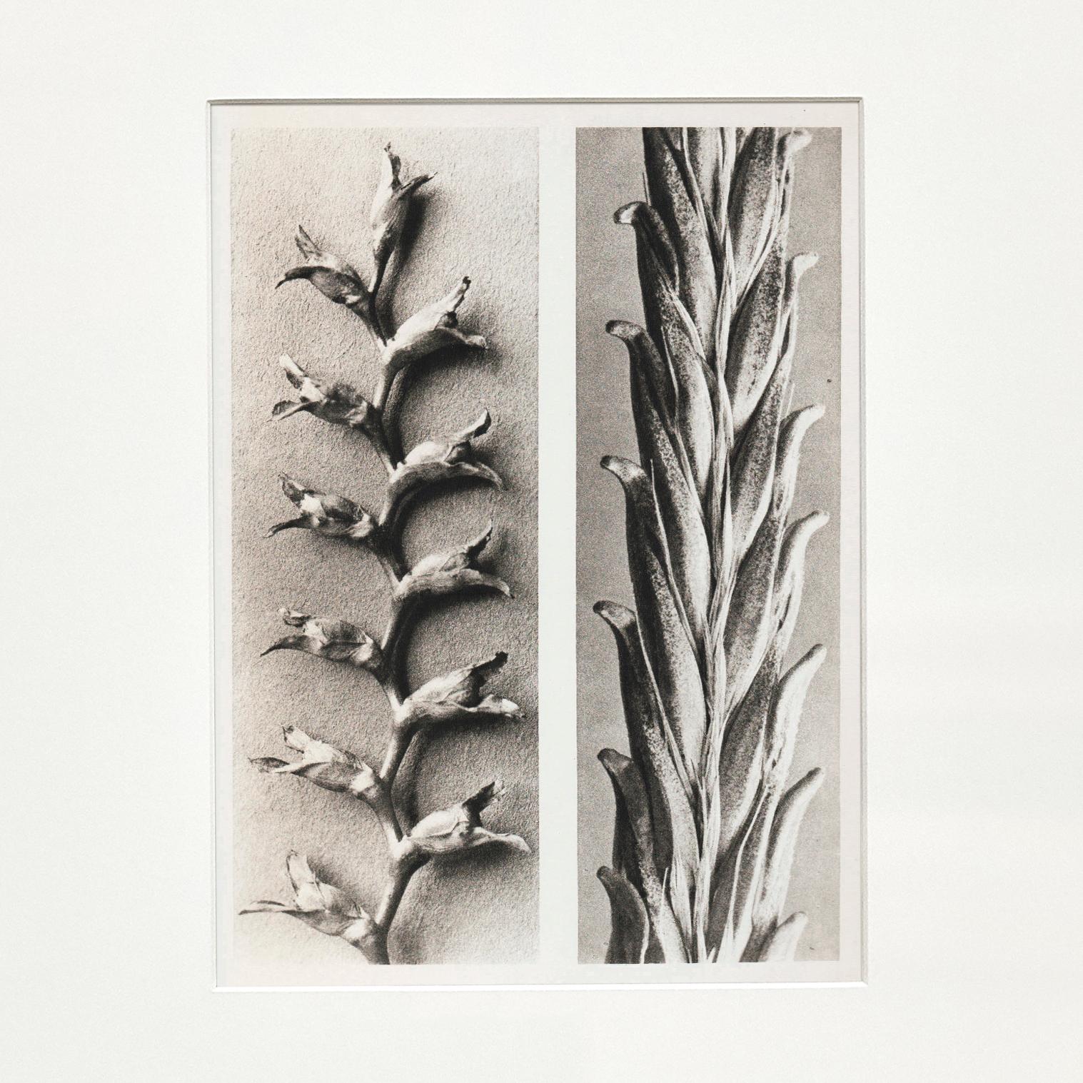 Karl Blossfeldt Photogravure from the edition of the book 'Wunder in der Natur' in 1942.

Photography number 22. Tritonia crocosmüflora (Iridaceae). Samenrispe in 6 facher Vergrößerung.' Triticum vulgare. Weizen in 6 facher Vergrößerung.

In