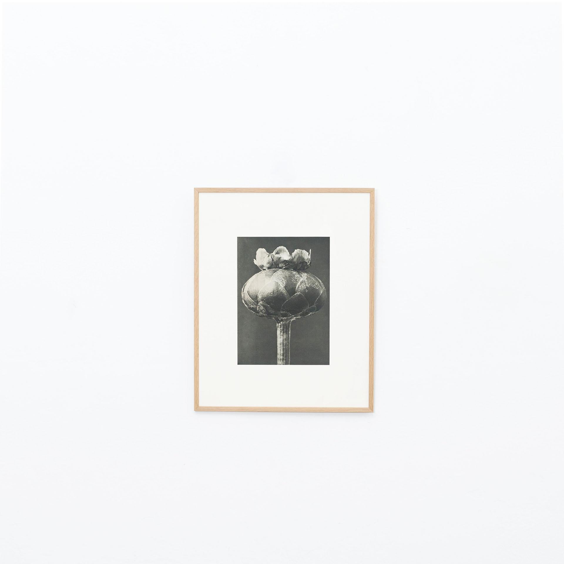 Karl Blossfeldt Photogravure from the edition of the book 'Wunder in der Natur' in 1942.

Photography number 43. 
In original condition, with minor wear consistent with age and use, preserving a beautiful patina.

Karl Blossfeldt (June 13, 1865