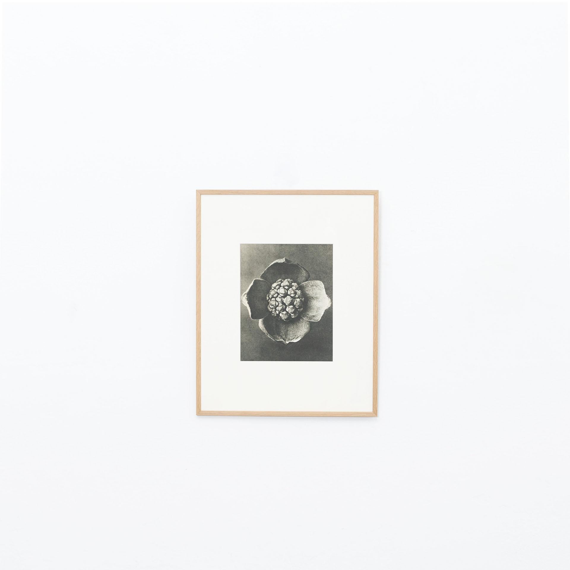 Karl Blossfeldt Photogravure from the edition of the book 'Wunder in der Natur' in 1942.

Photography number 42. 

In original condition, with minor wear consistent with age and use, preserving a beautiful patina.

Karl Blossfeldt (June 13,