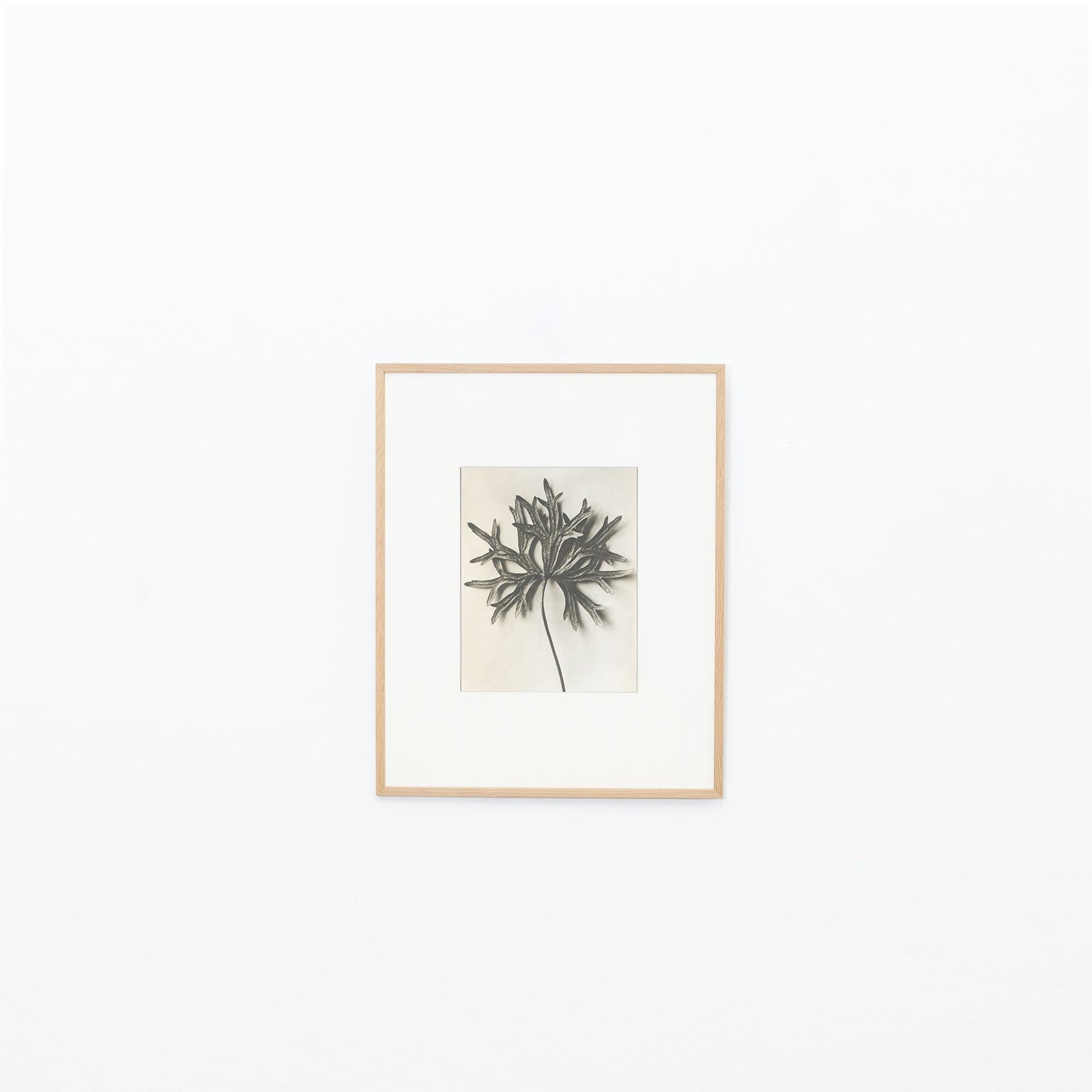 Karl Blossfeldt Fotoincisione dall'edizione del libro 'Wunder in der Natur' del 1942.

Fotografia numero 43. 
In condizioni originali, con lievi usure dovute all'età e all'uso, che conservano una bella patina.

Karl Blossfeldt (13 giugno 1865 -
