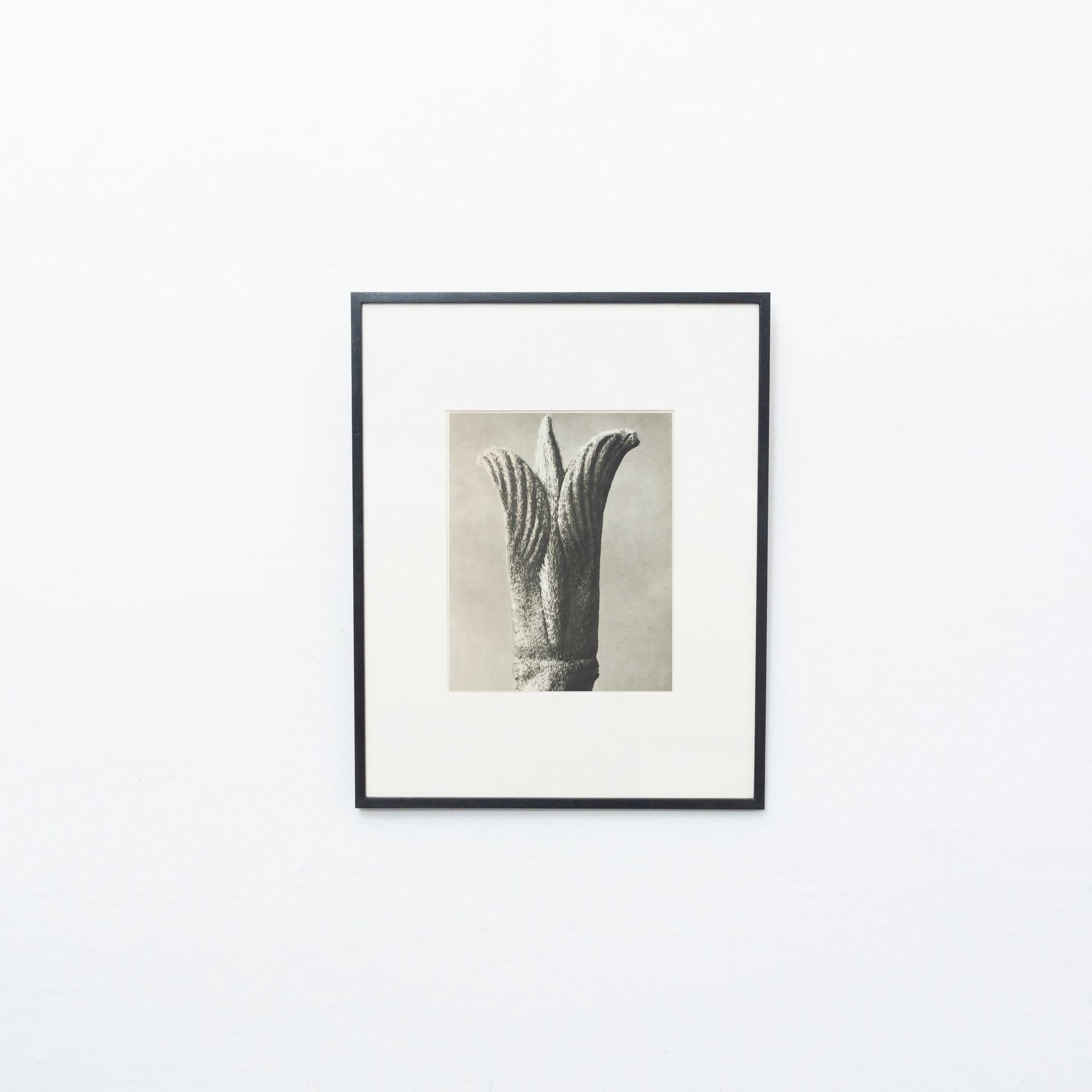 Karl Blossfeldt Photogravure from the edition of the book 'Wunder in der Natur' in 1942.

Photography number 77. 
In original condition, with minor wear consistent with age and use, preserving a beautiful patina.

Karl Blossfeldt (June 13, 1865