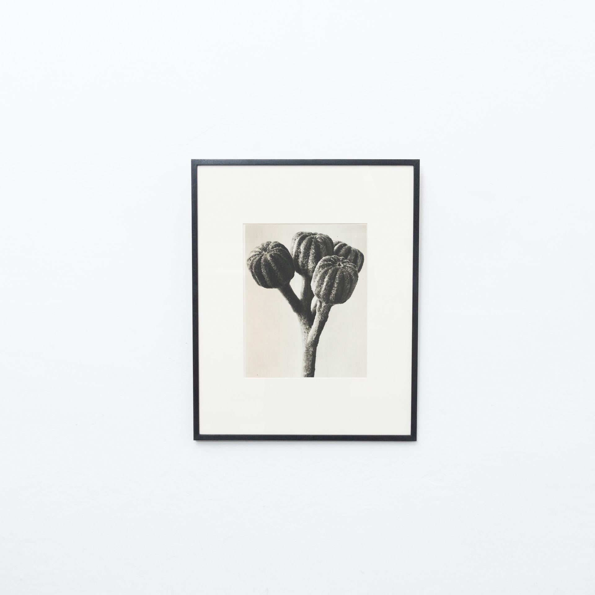 Karl Blossfeldt Photogravure from the edition of the book 'Wunder in der Natur' in 1942.

Photography number 74. 
In original condition, with minor wear consistent with age and use, preserving a beautiful patina.

Karl Blossfeldt (June 13, 1865
