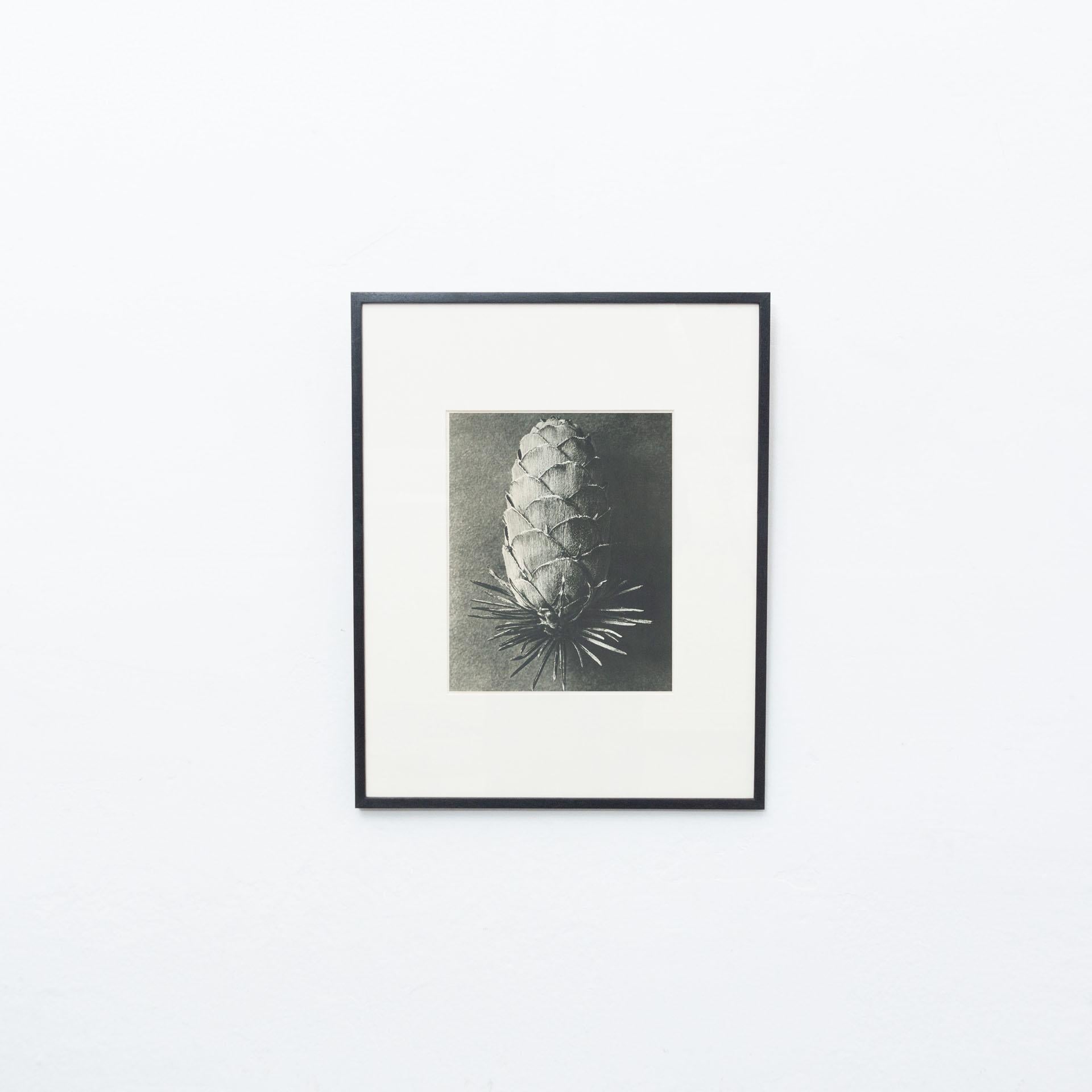 Karl Blossfeldt Photogravure from the edition of the book 'Wunder in der Natur' in 1942.

Photography number 89. 
In original condition, with minor wear consistent with age and use, preserving a beautiful patina.

Karl Blossfeldt (June 13, 1865