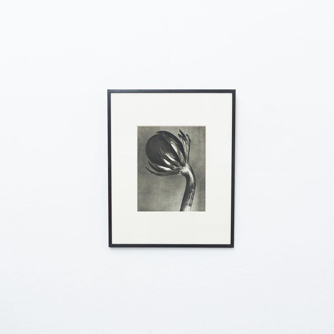 Karl Blossfeldt Photogravure from the edition of the book 'Wunder in der Natur' in 1942.

Photography number 91. 
In original condition, with minor wear consistent with age and use, preserving a beautiful patina.

Karl Blossfeldt (June 13, 1865