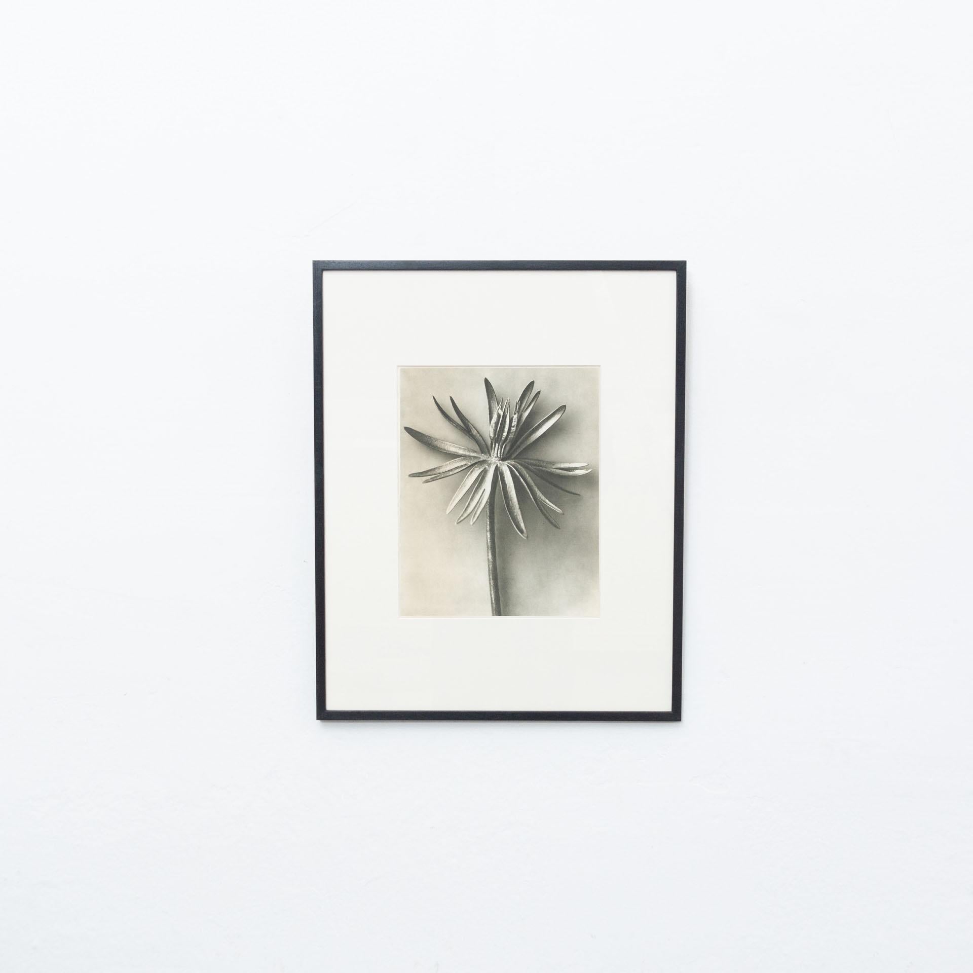 Karl Blossfeldt Photogravure from the edition of the book 'Wunder in der Natur' in 1942.

Photography number 95. 
In original condition, with minor wear consistent with age and use, preserving a beautiful patina.

Karl Blossfeldt (June 13, 1865