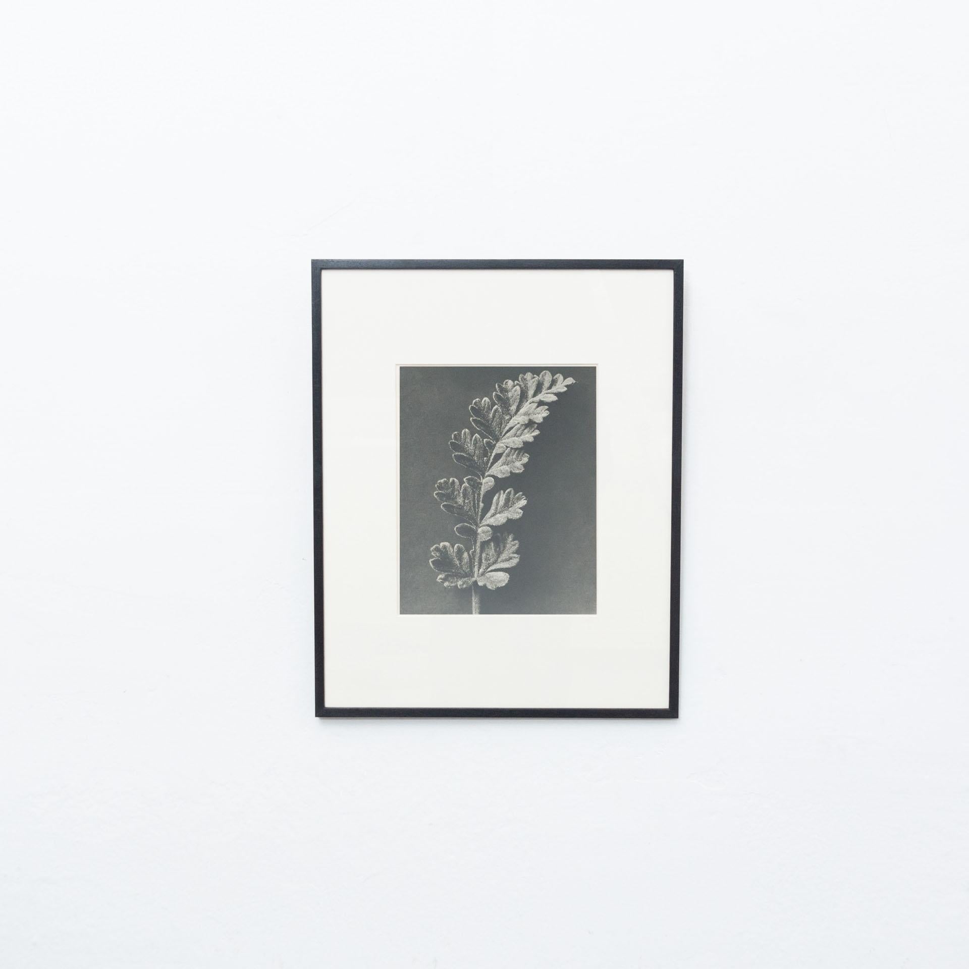 Karl Blossfeldt Photogravure from the edition of the book 'Wunder in der Natur' in 1942.

In original condition, with minor wear consistent with age and use, preserving a beautiful patina.

Karl Blossfeldt (June 13, 1865 – December 9, 1932) was