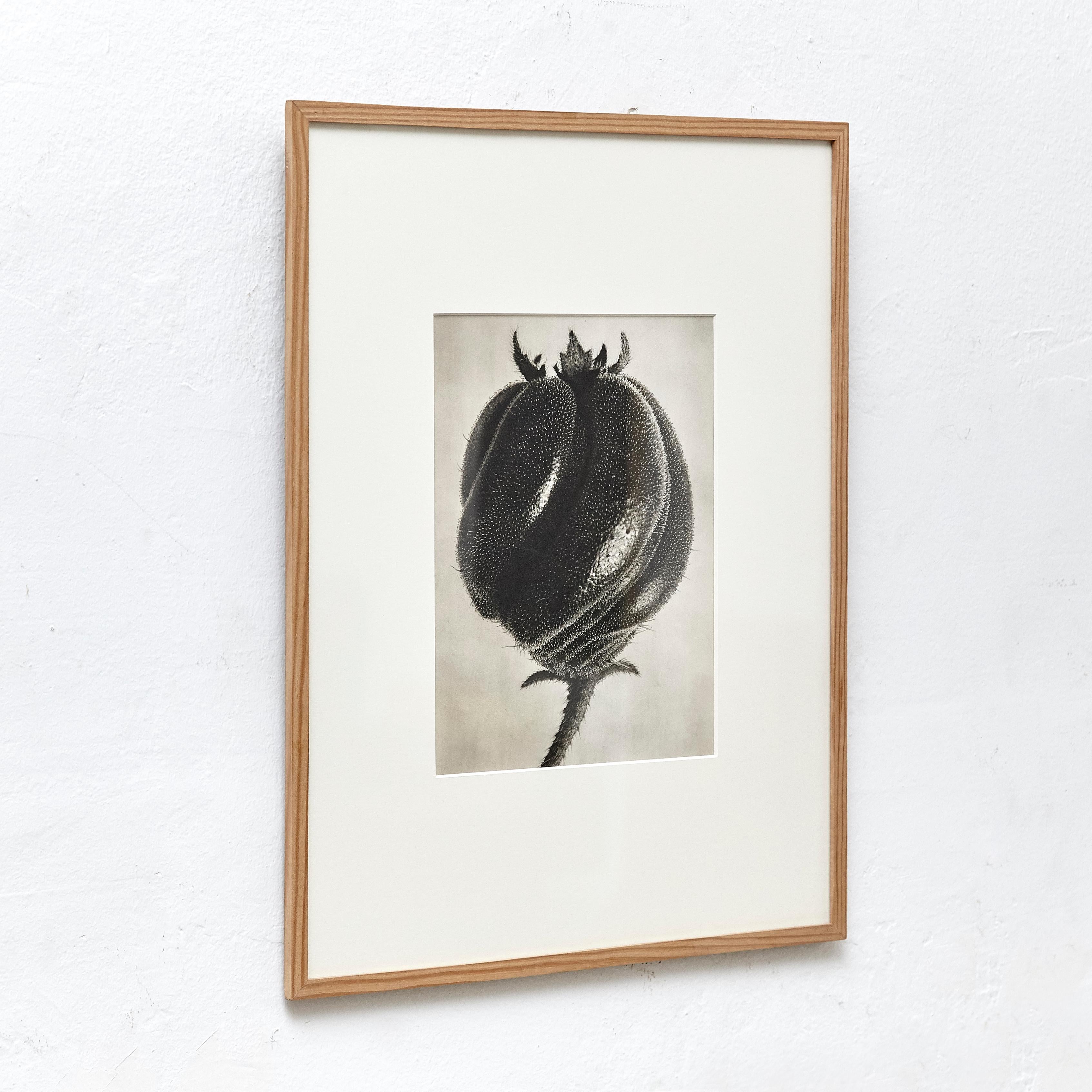Embrace the captivating beauty of nature with this iconic Karl Blossfeldt Black & White Flower Photogravure, a striking piece of botanic photography from 1942. Renowned for his groundbreaking work in capturing the intricate details of plants,