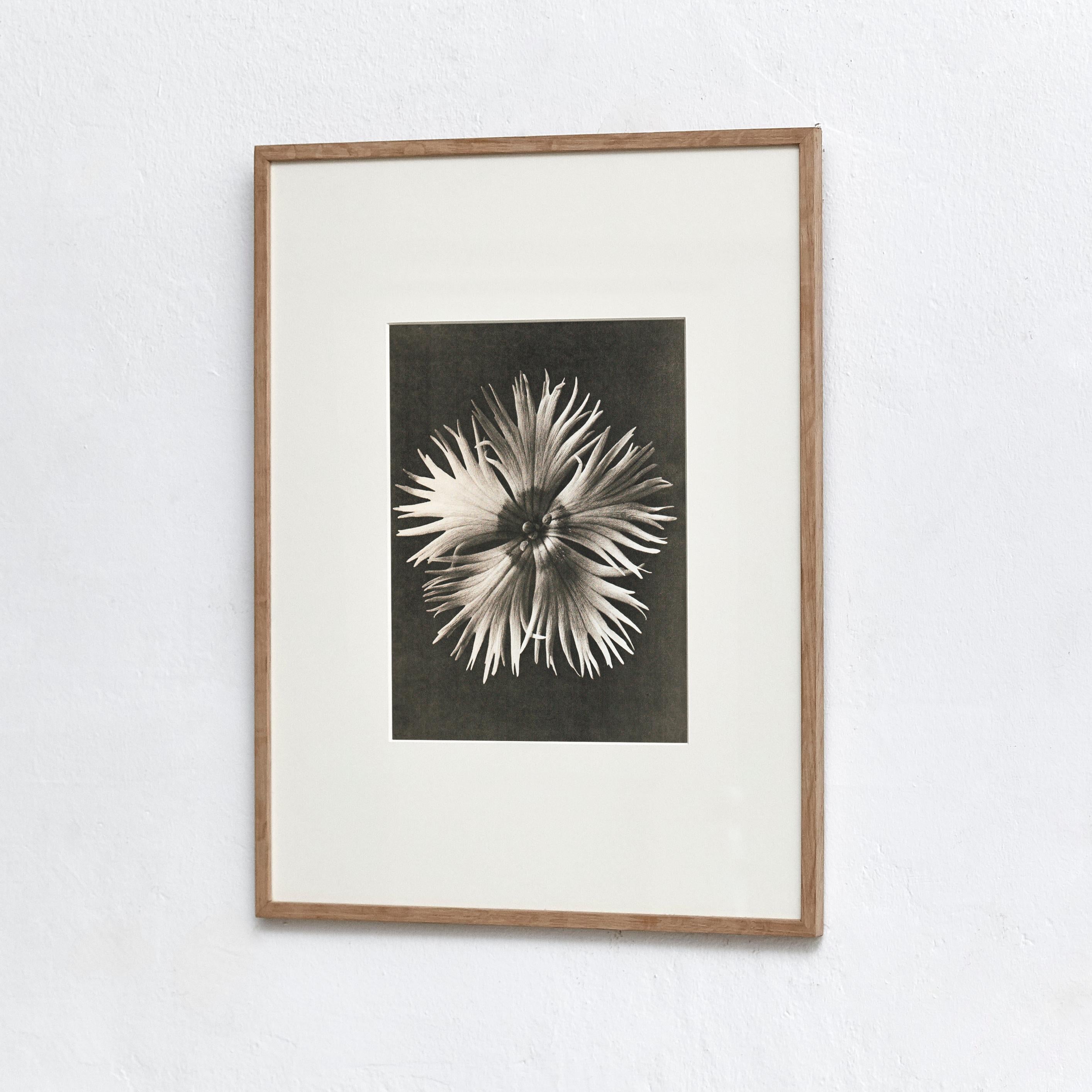 Karl Blossfeldt photogravure from the edition of the book 'Wunder in der Natur' in 1942.

Photography number 14. 'Dianthus plumarius. Federnelke in 8 facher Vergrößerung.'

In original condition, with minor wear consistent with age and use,