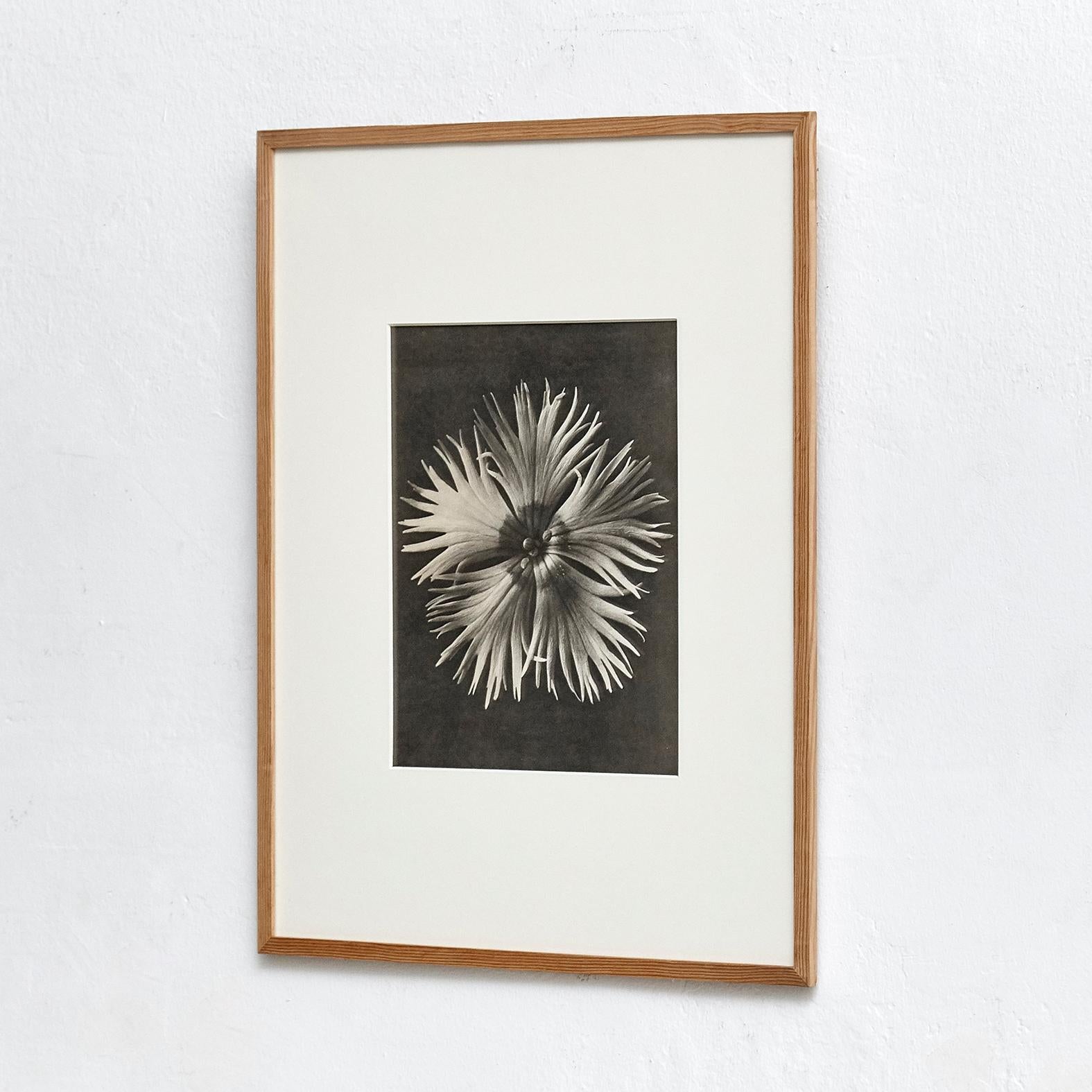 Karl Blossfeldt Photogravure from the edition of the book 'Wunder in der Natur' in 1942.

Photography number 14. 'Dianthus plumarius. Federnelke in 8 facher Vergrößerung.'

In original condition, with minor wear consistent with age and use,