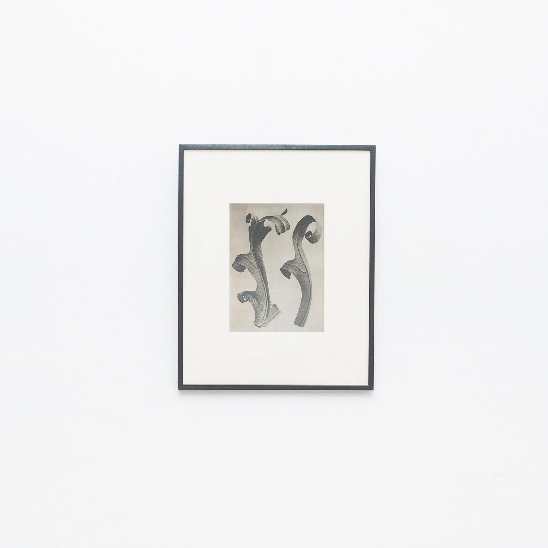 Karl Blossfeldt Photogravure from the edition of the book 'Wunder in der Natur' in 1942.

In original condition, with minor wear consistent with age and use, preserving a beautiful patina.

Karl Blossfeldt (June 13, 1865-December 9, 1932) was a