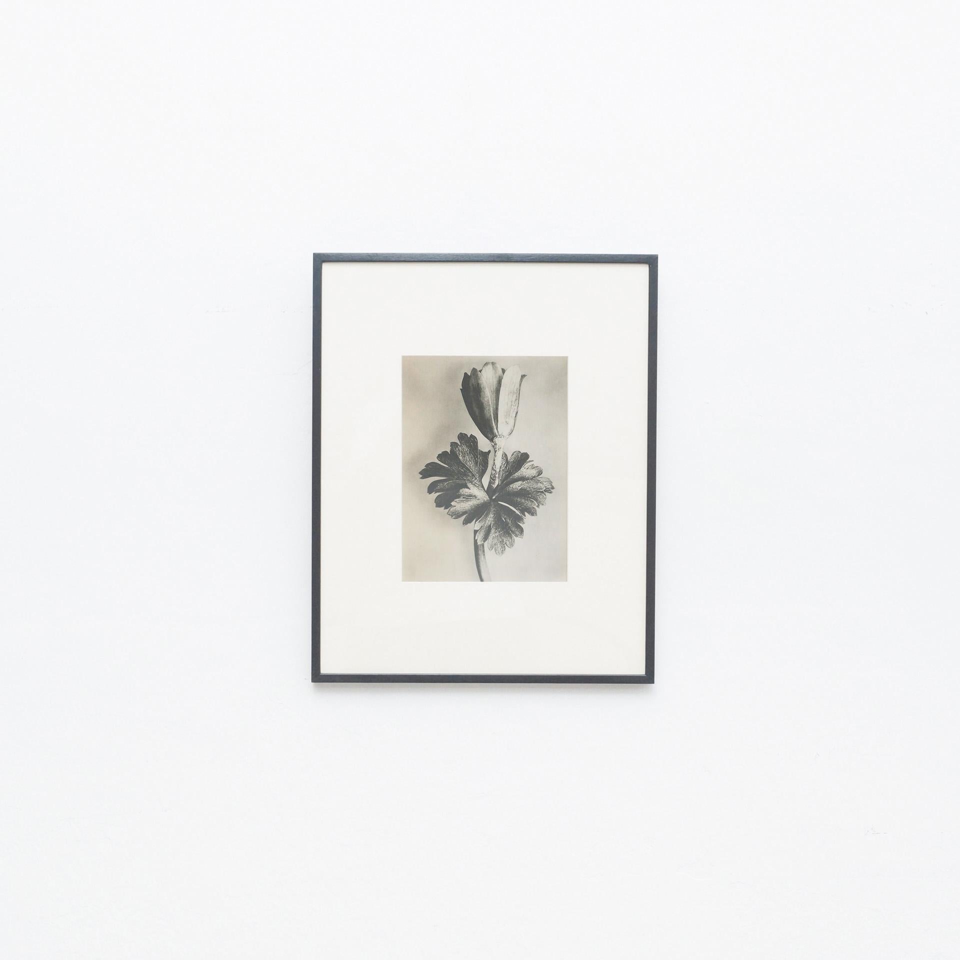 Karl Blossfeldt Photogravure from the edition of the book 'Wunder in der Natur' in 1942.

In original condition, with minor wear consistent with age and use, preserving a beautiful patina.

Karl Blossfeldt (June 13, 1865-December 9, 1932) was a