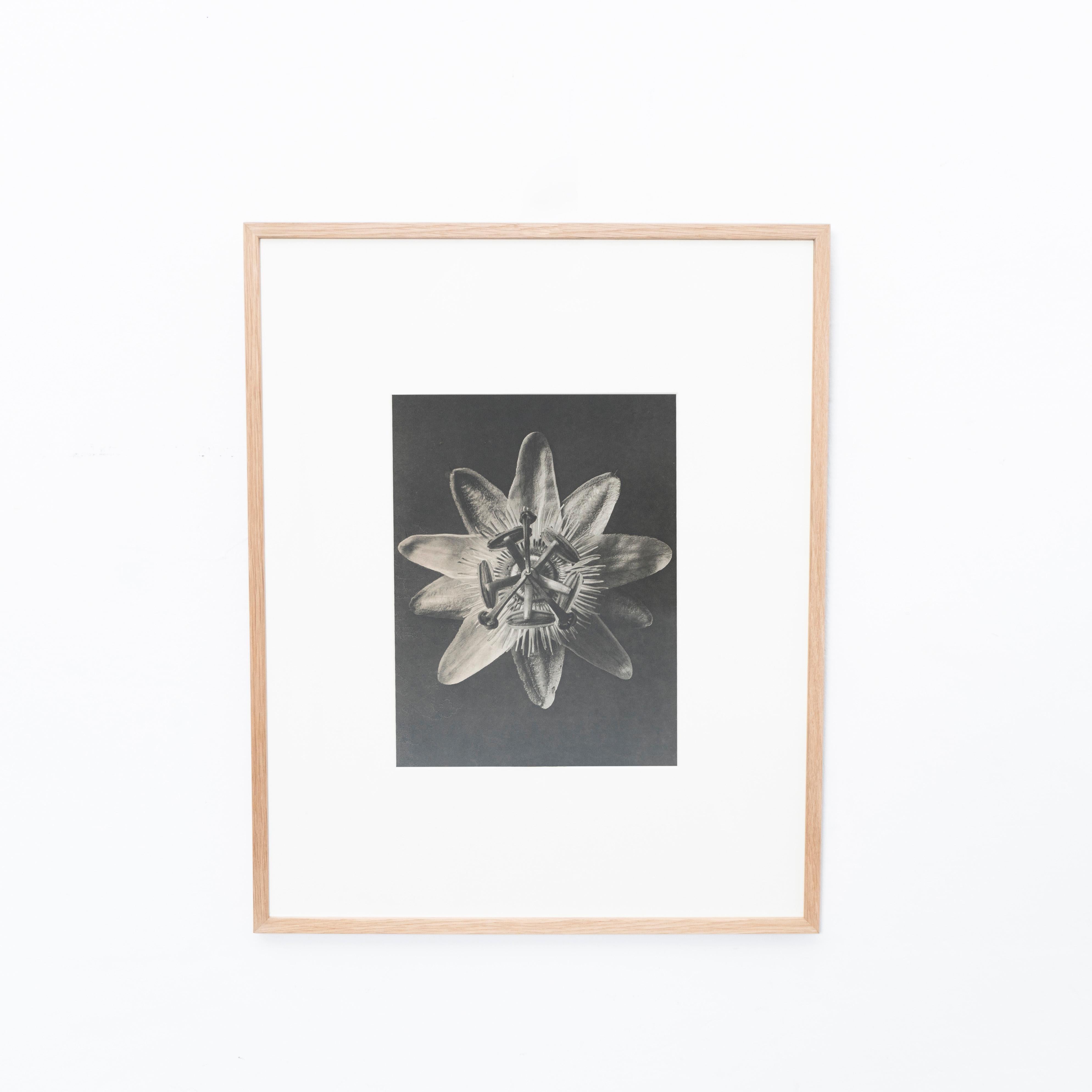 Karl Blossfeldt Photogravure from the edition of the book 'Wunder in der Natur' in 1942.

In original condition, with minor wear consistent with age and use, preserving a beautiful patina.

Karl Blossfeldt (June 13, 1865-December 9, 1932) was a