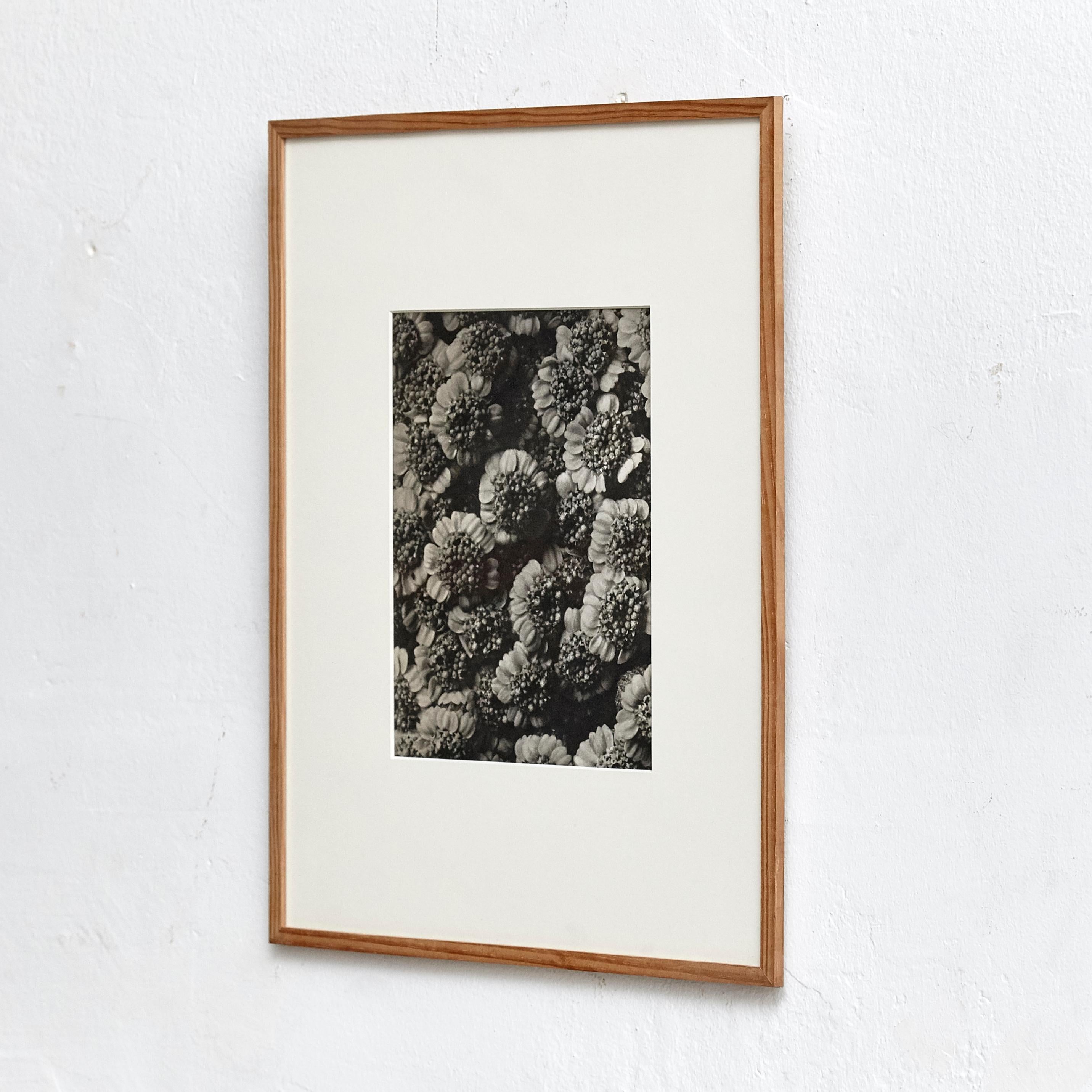 Karl Blossfeldt photogravure from the edition of the book 'Wunder in der Natur' in 1942.

Photography number 32. 'Chrysanthemum macrophyllum. Großblätterige Wucherblume. Teil einer Blütendole in 10 facher Vergrößerung.'

In original condition,