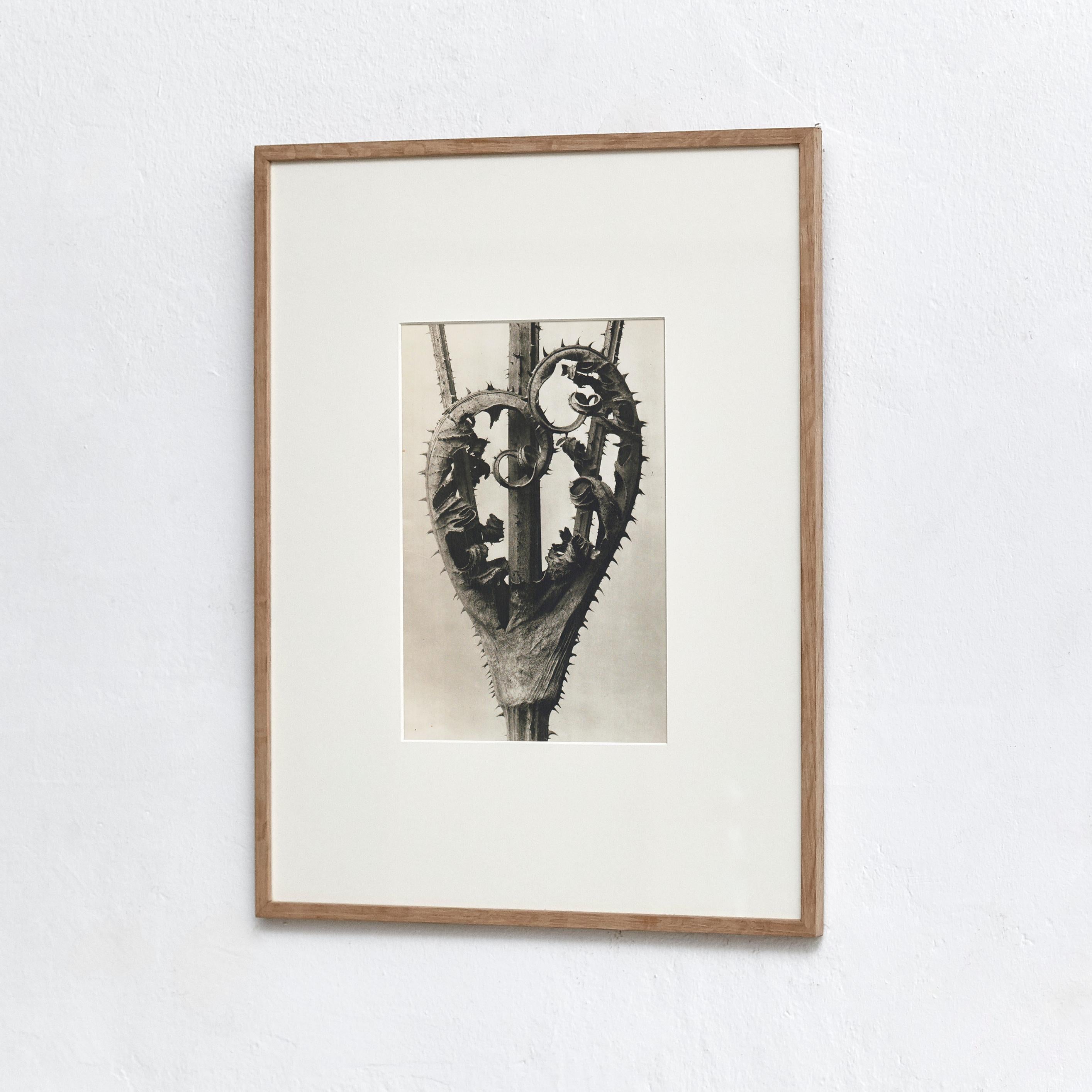 Karl Blossfeldt photogravure from the edition of the book 'Wunder in der Natur' in 1942.

Photography number 2. 'Dispsacus laciniatus. Schilitzblätterige Karde, Weberkarde, Weberdistel. Am Stengel getrocknete Blätter in 4 facher