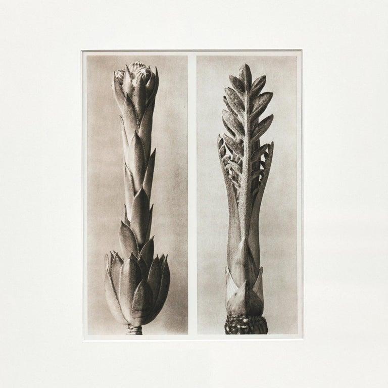 Karl Blossfeldt photogravure from the edition of the book 'Wunder in der Natur' in 1942.

Photography number 24. Sempervivum tectorum. Hauslauch, Dachlauch in 3 facher Vergrößerung.

In original condition, with minor wear consistent with age and