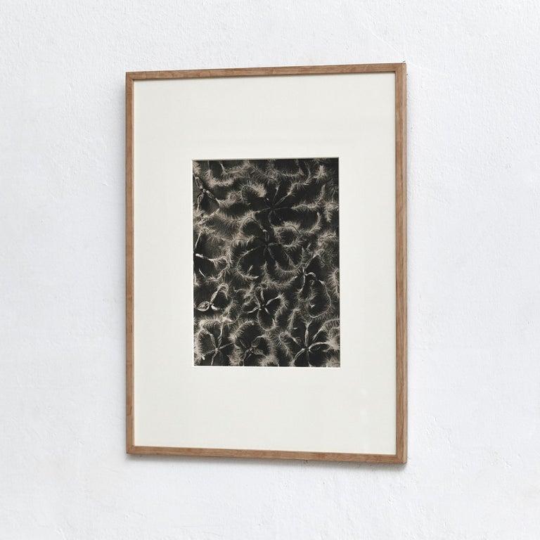 Karl Blossfeldt photogravure from the edition of the book 'Wunder in der Natur' in 1942.

Photography number 18. Clematis recta. Waldrebe. Samen in 4 facher Vergrößerung.'

In original condition, with minor wear consistent with age and use,