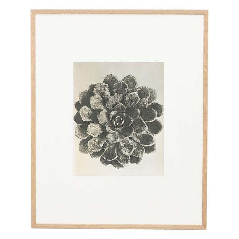 Karl Blossfeldt Fotoincisione dall'edizione del libro 'Wunder in der Natur' del 1942.

Fotografia numero 30. Chrysanthemum Leucanthemum. Gemeine Wucherblume, große Maßliebe, Marienblume. Blütenknospe in 16 facher Vergrößerung