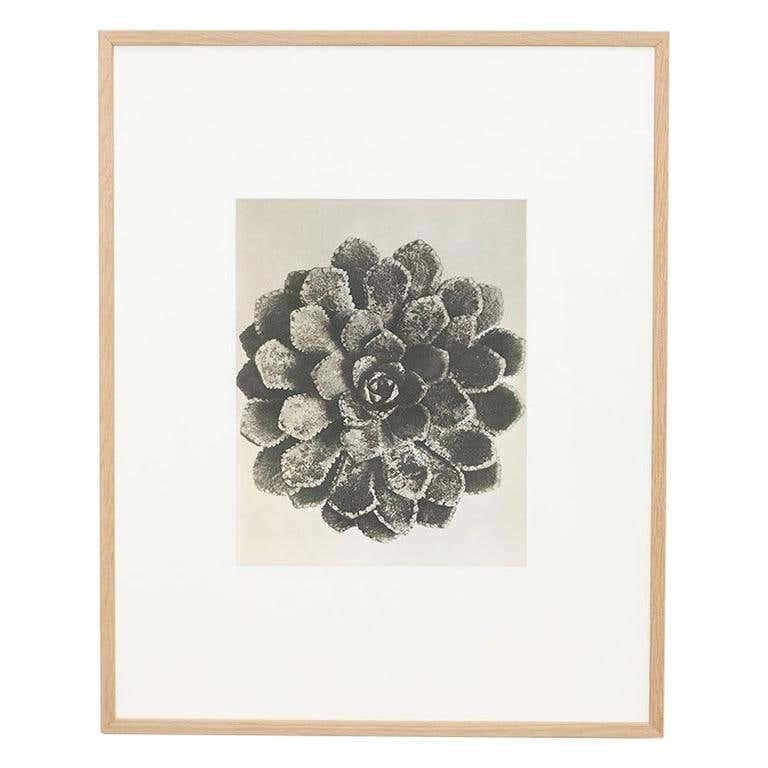 Karl Blossfeldt Photogravure de l'édition du livre 