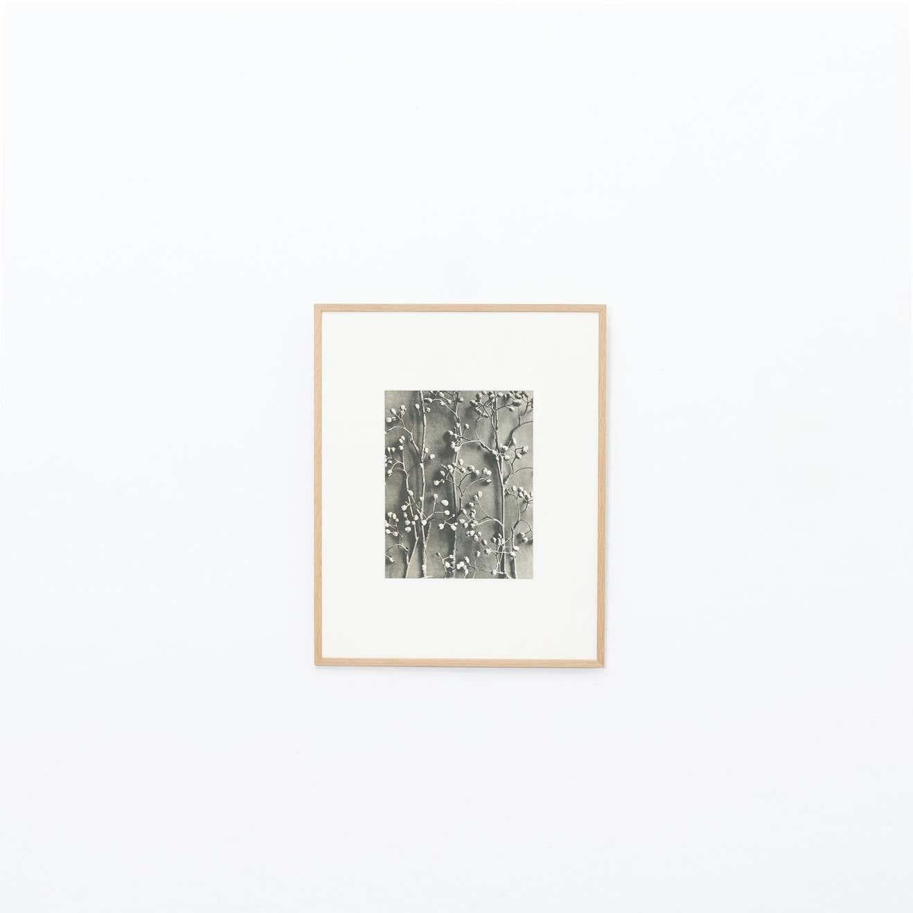 Karl Blossfeldt Fotoincisione dall'edizione del libro 'Wunder in der Natur' del 1942.

Fotografia numero 15. 

In condizioni originali, con lievi usure dovute all'età e all'uso, che conservano una bella patina.

Karl Blossfeldt (13 giugno 1865