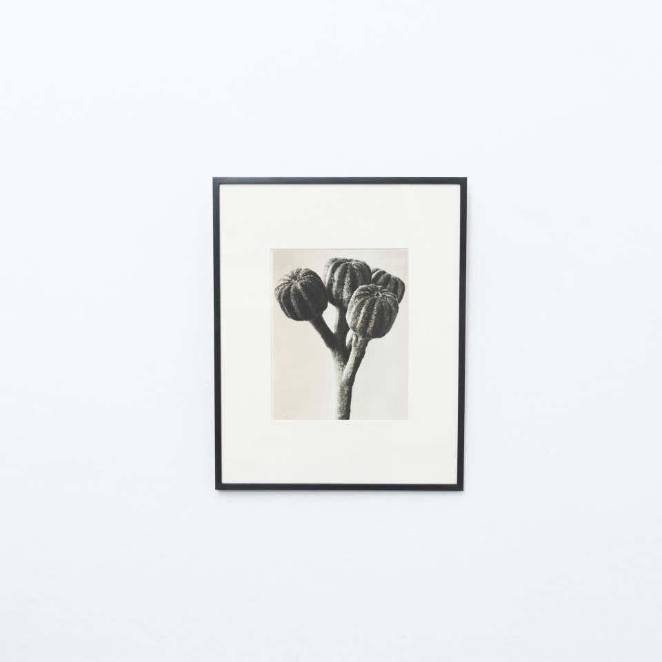 Karl Blossfeldt Fotoincisione dall'edizione del libro 'Wunder in der Natur' del 1942.

Fotografia numero 74. 
In condizioni originali, con lievi usure dovute all'età e all'uso, che conservano una bella patina.

Karl Blossfeldt (13 giugno 1865 -