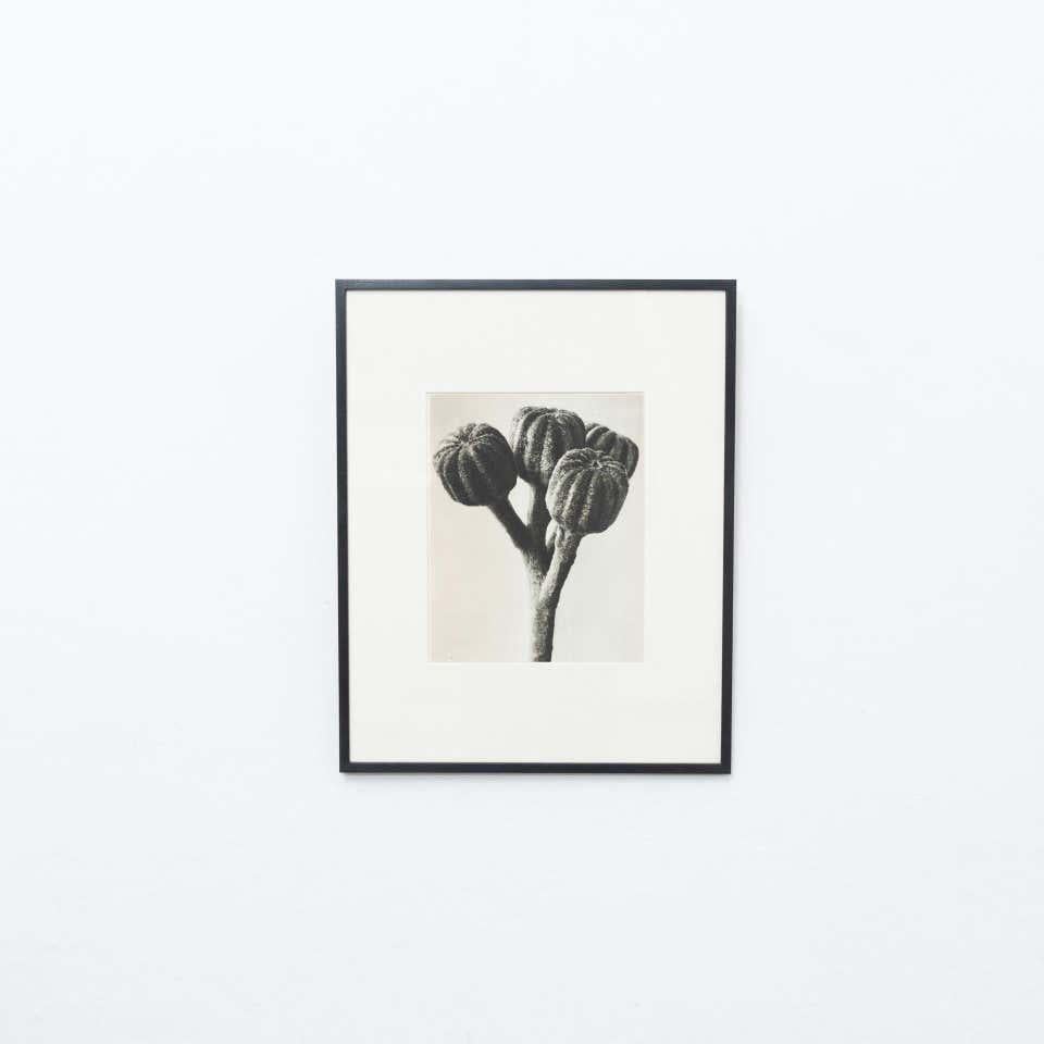 Karl Blossfeldt Photogravüre aus der Ausgabe des Buches 