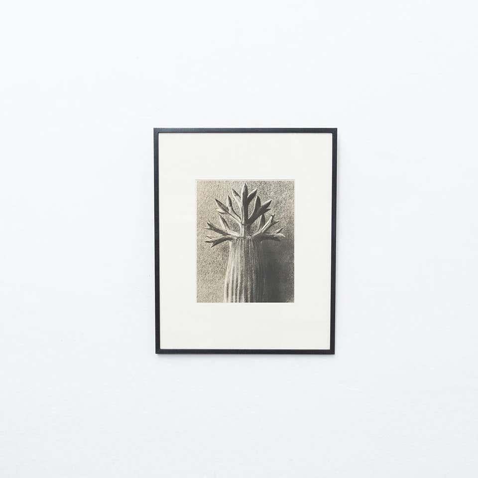 Karl Blossfeldt Photogravure from the edition of the book 'Wunder in der Natur' in 1942.

Photography number 76. 
In original condition, with minor wear consistent with age and use, preserving a beautiful patina.

Karl Blossfeldt (June 13, 1865
