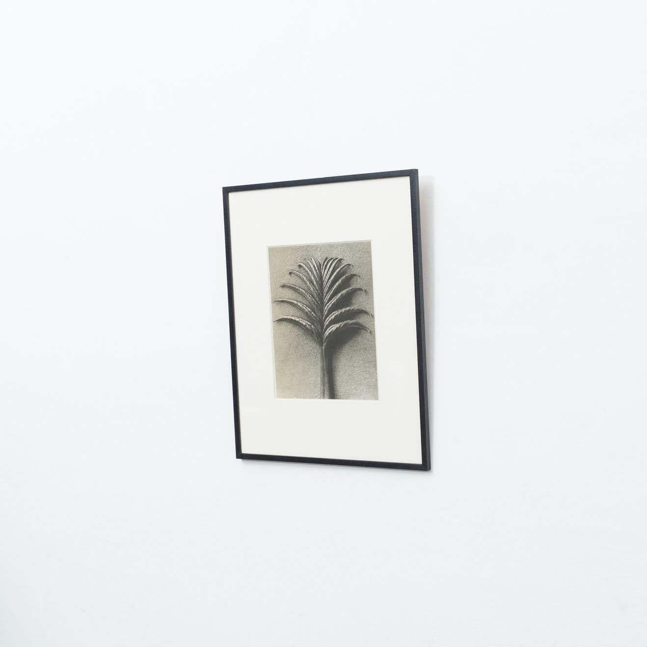 Karl Blossfeldt Fotograbado de la edición del libro 