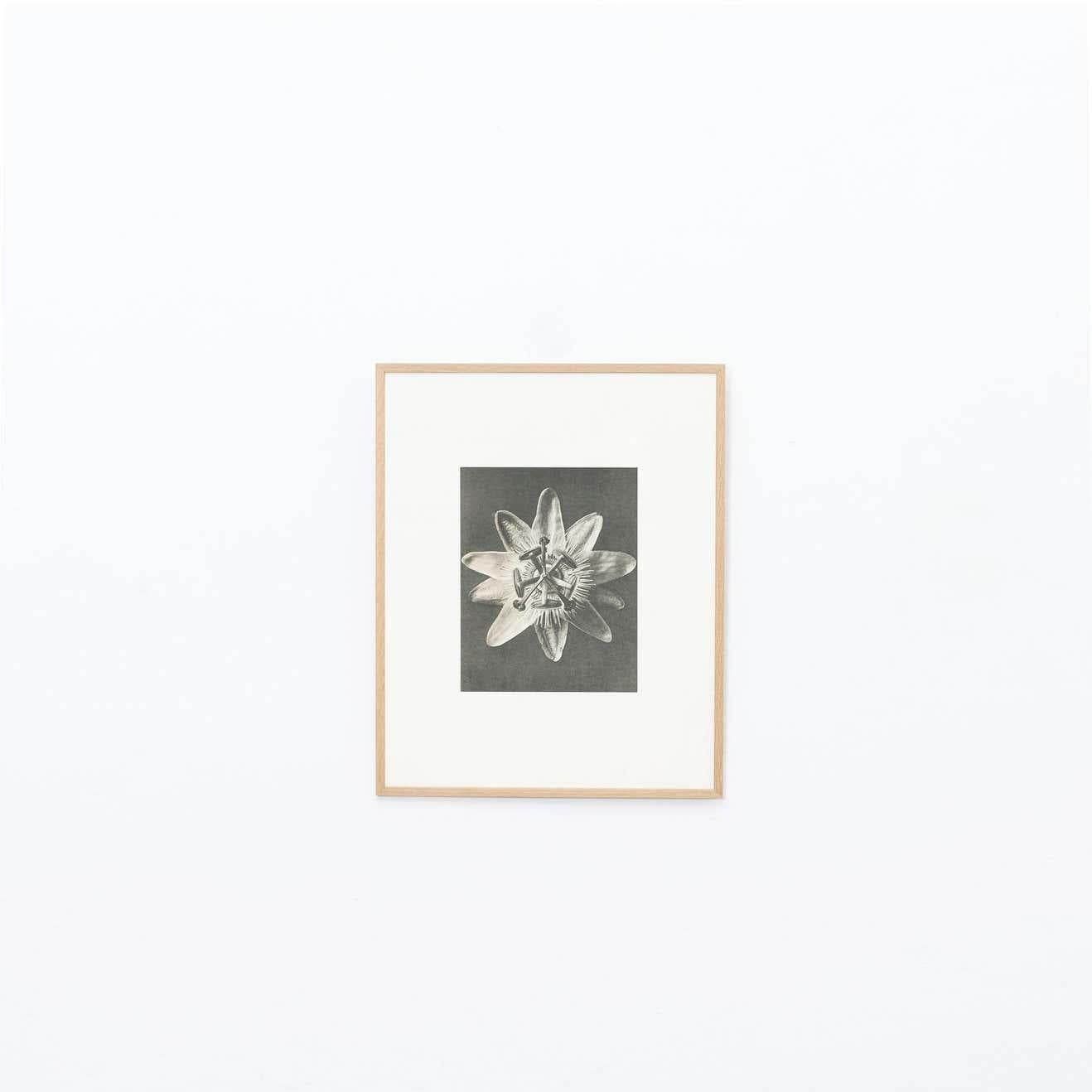 Karl Blossfeldt photogravure from the edition of the book 'Wunder in der Natur' in 1942.

Photography number 30. 'Chrysanthemum Leucanthemum. Gemeine Wucherblume, große Maßliebe, Marienblume. Blütenknospe in 16 facher Vergrößerung'.

In original