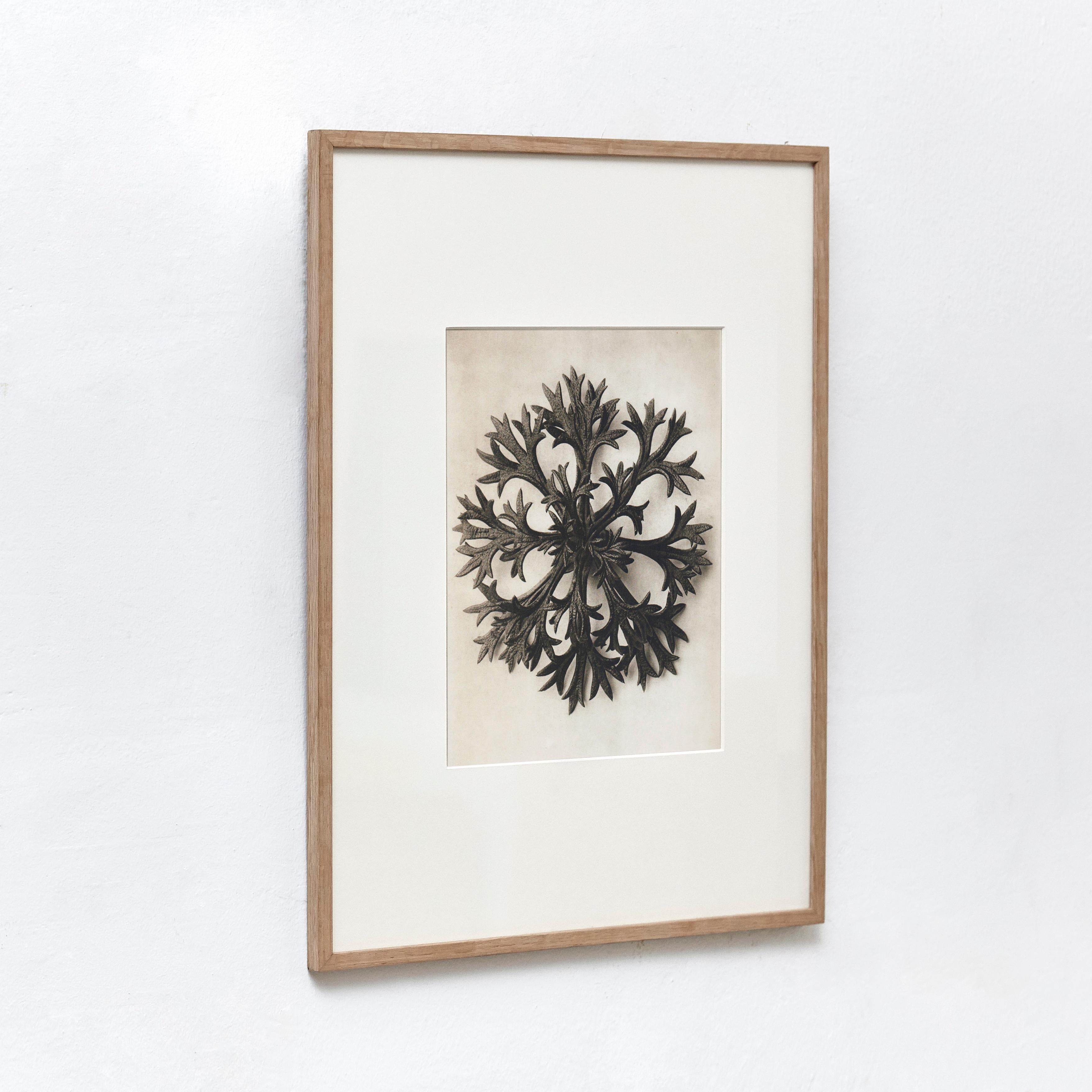 Mid-Century Modern Karl Blossfeldt Black White Flower Photogravure Botanic Photography, 1942