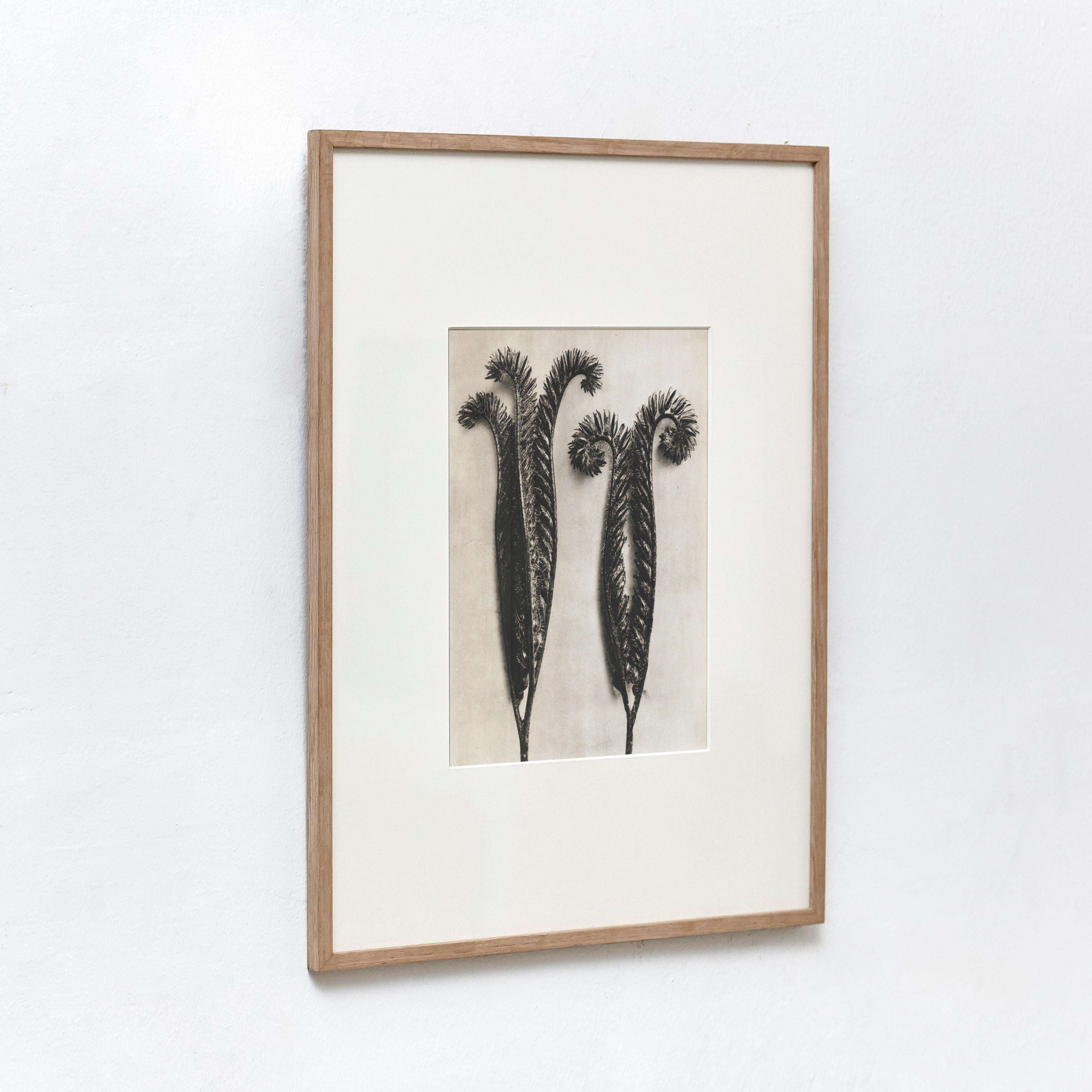 Mid-Century Modern Karl Blossfeldt Black White Flower Photogravure Botanic Photography, 1942