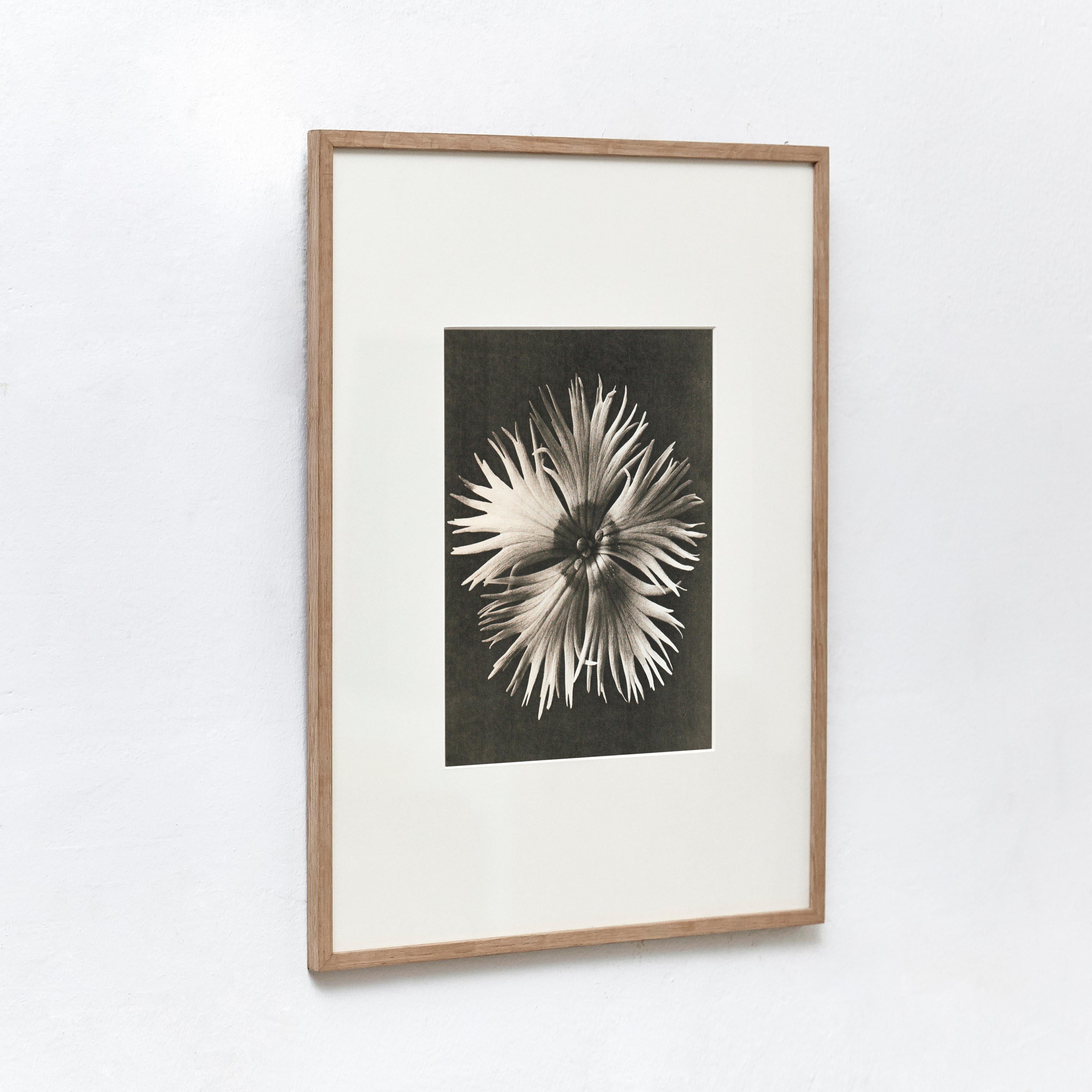 Mid-Century Modern Karl Blossfeldt Black White Flower Photogravure Botanic Photography, 1942