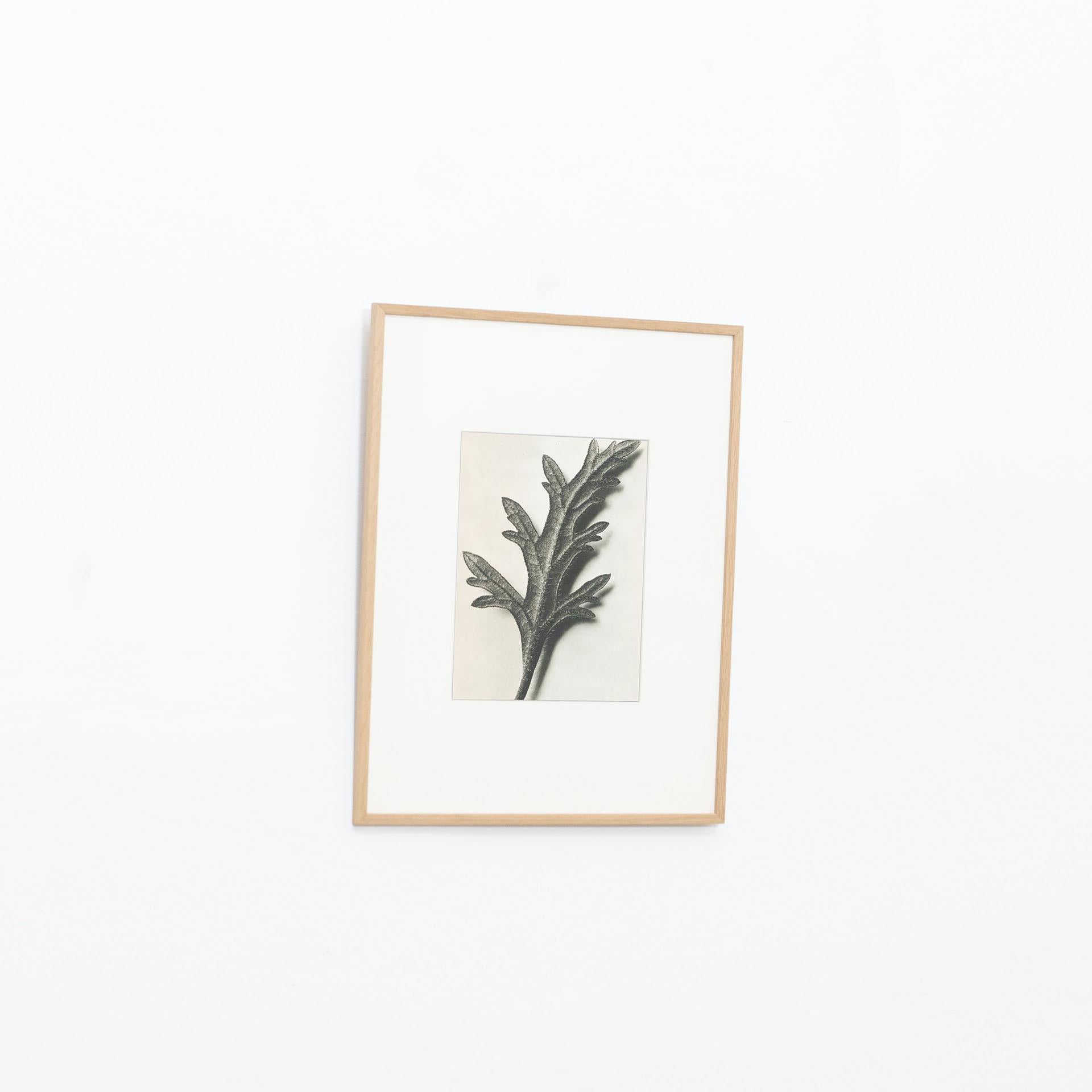 Mid-Century Modern Karl Blossfeldt Black White Flower Photogravure Botanic Photography, 1942 For Sale