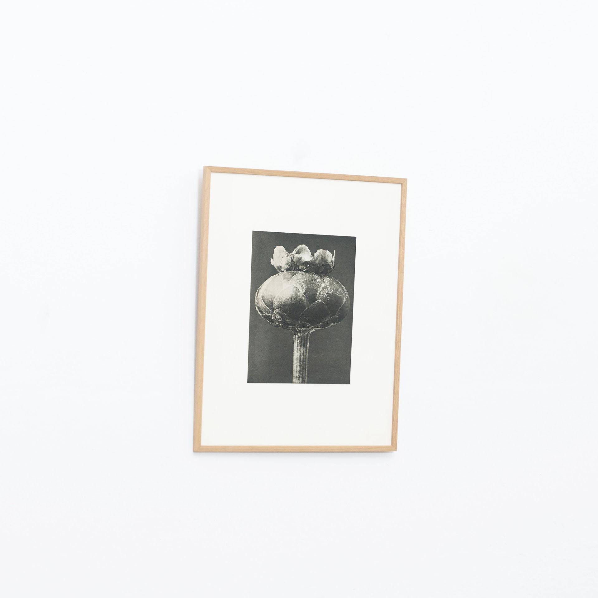 Mid-Century Modern Karl Blossfeldt Black White Flower Photogravure Botanic Photography, 1942